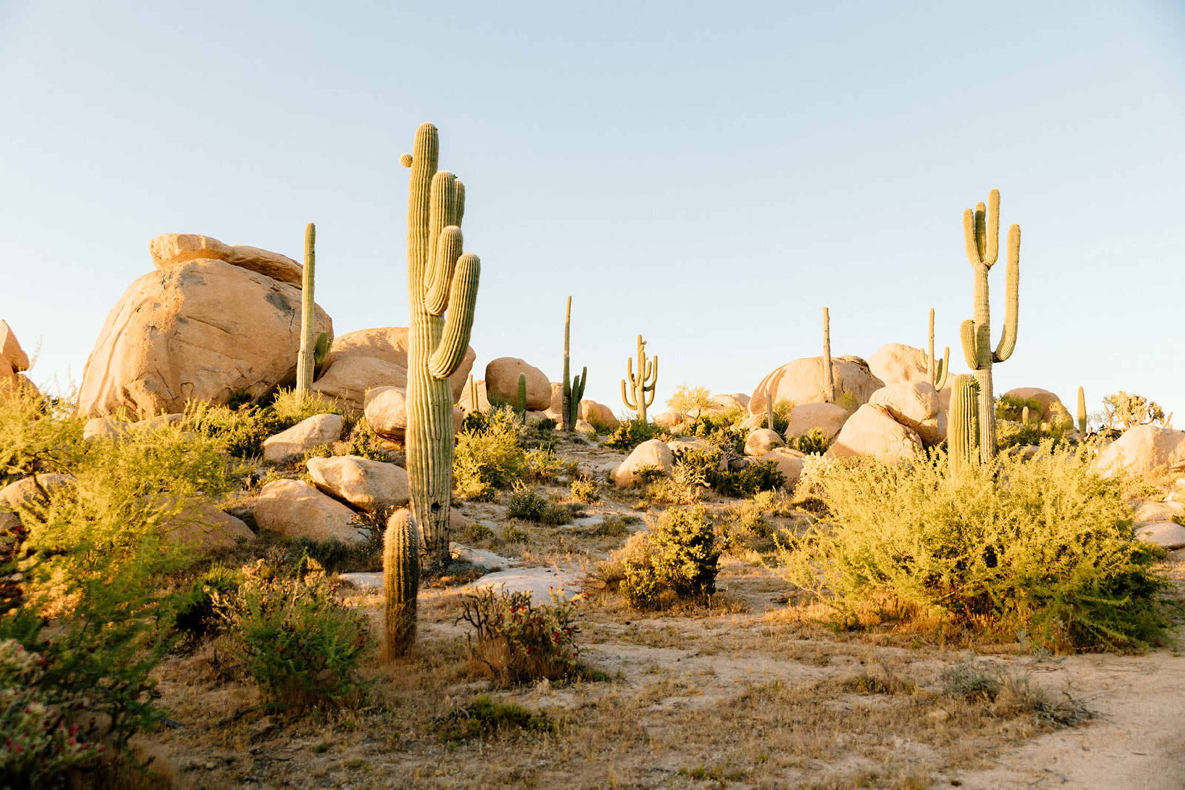 The image shows a desert landscape featuring large rocks and several tall cacti against a clear sky.