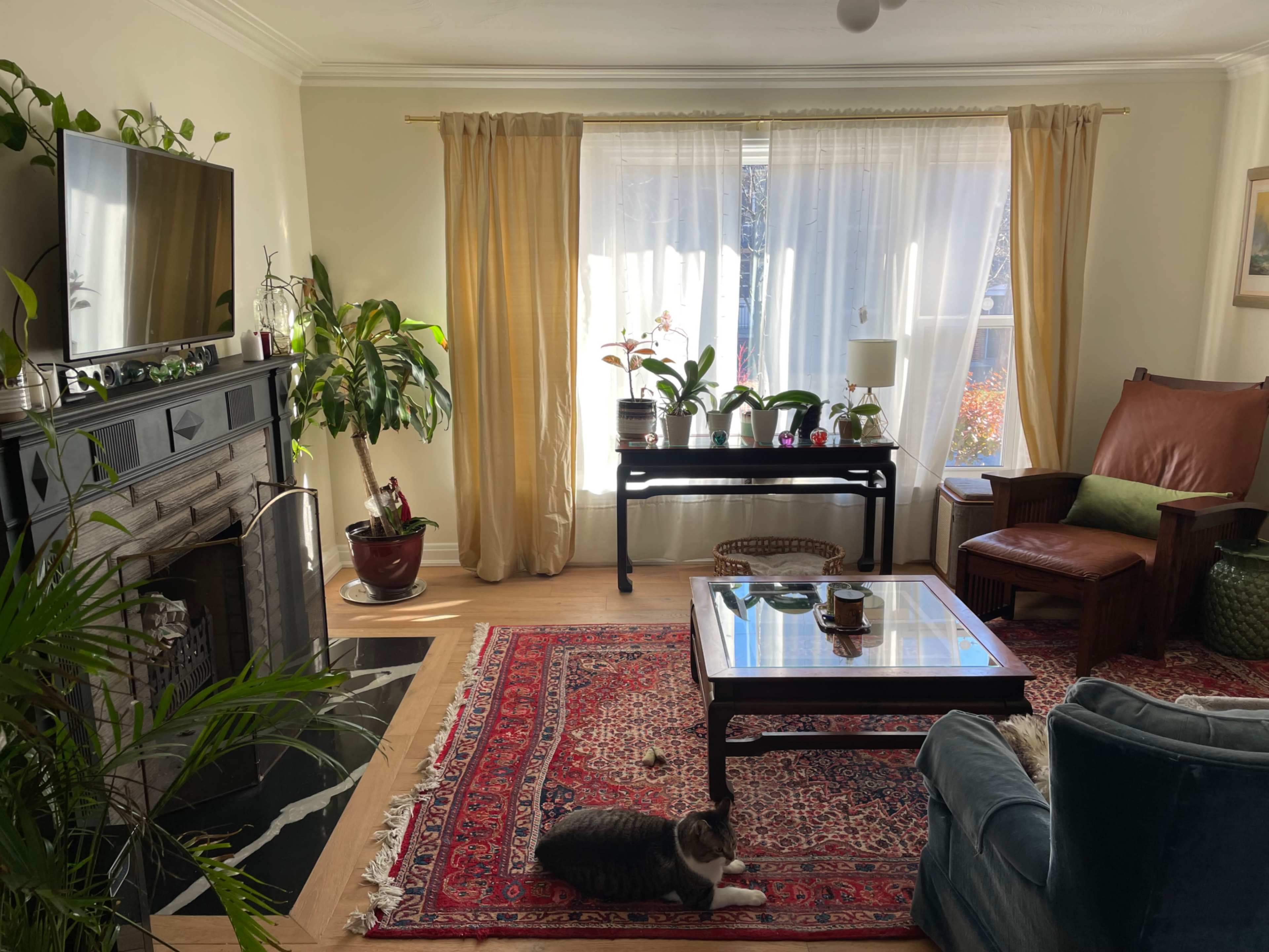 A living room with a large window, plants, a fireplace, a glass coffee table, and a cat lying on a patterned rug.