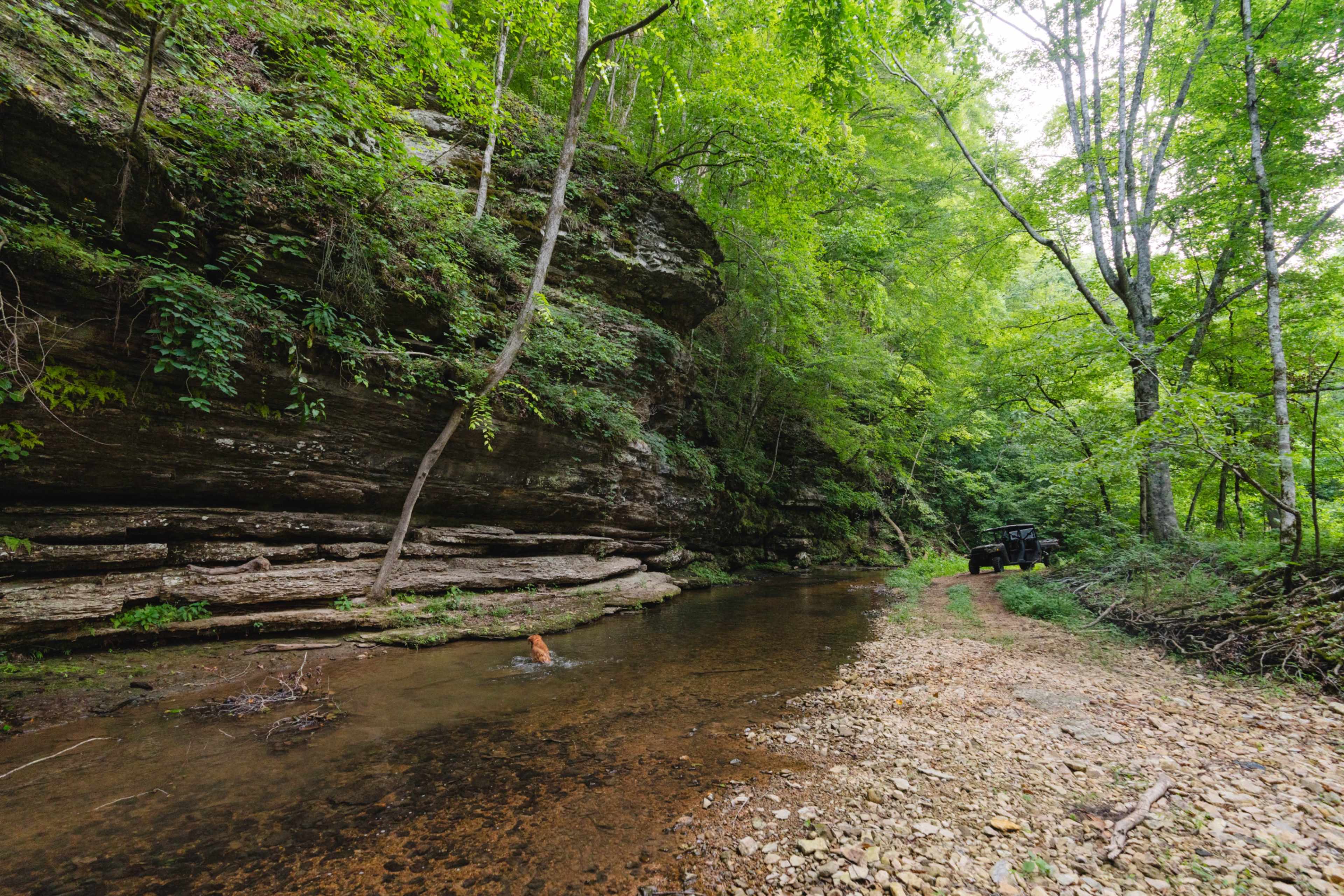 A rocky creek runs alongside a forested area with towering trees and a parked vehicle on the dirt path.