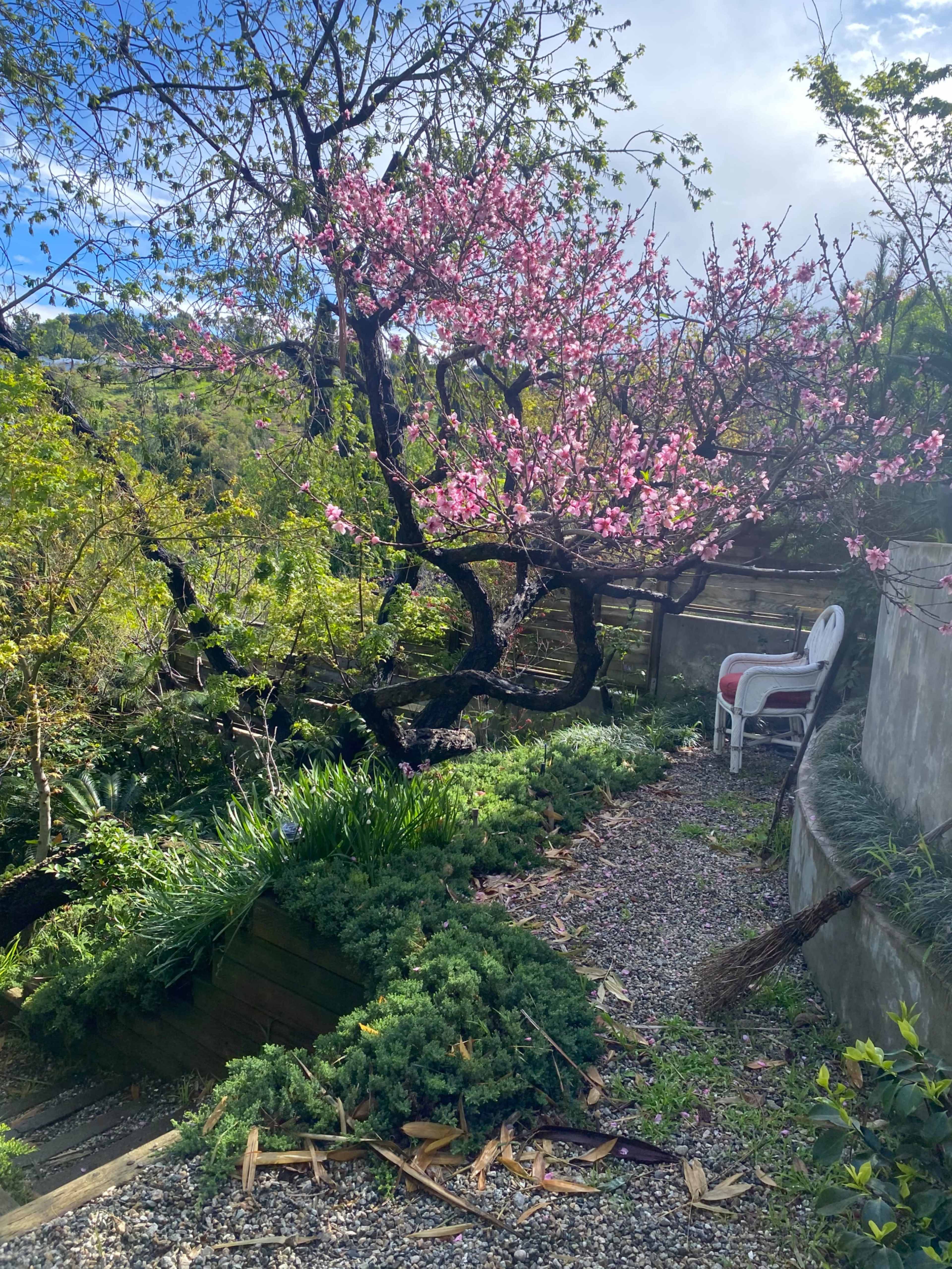 A flowering cherry tree stands beside a garden path lined with gravel and shrubs.