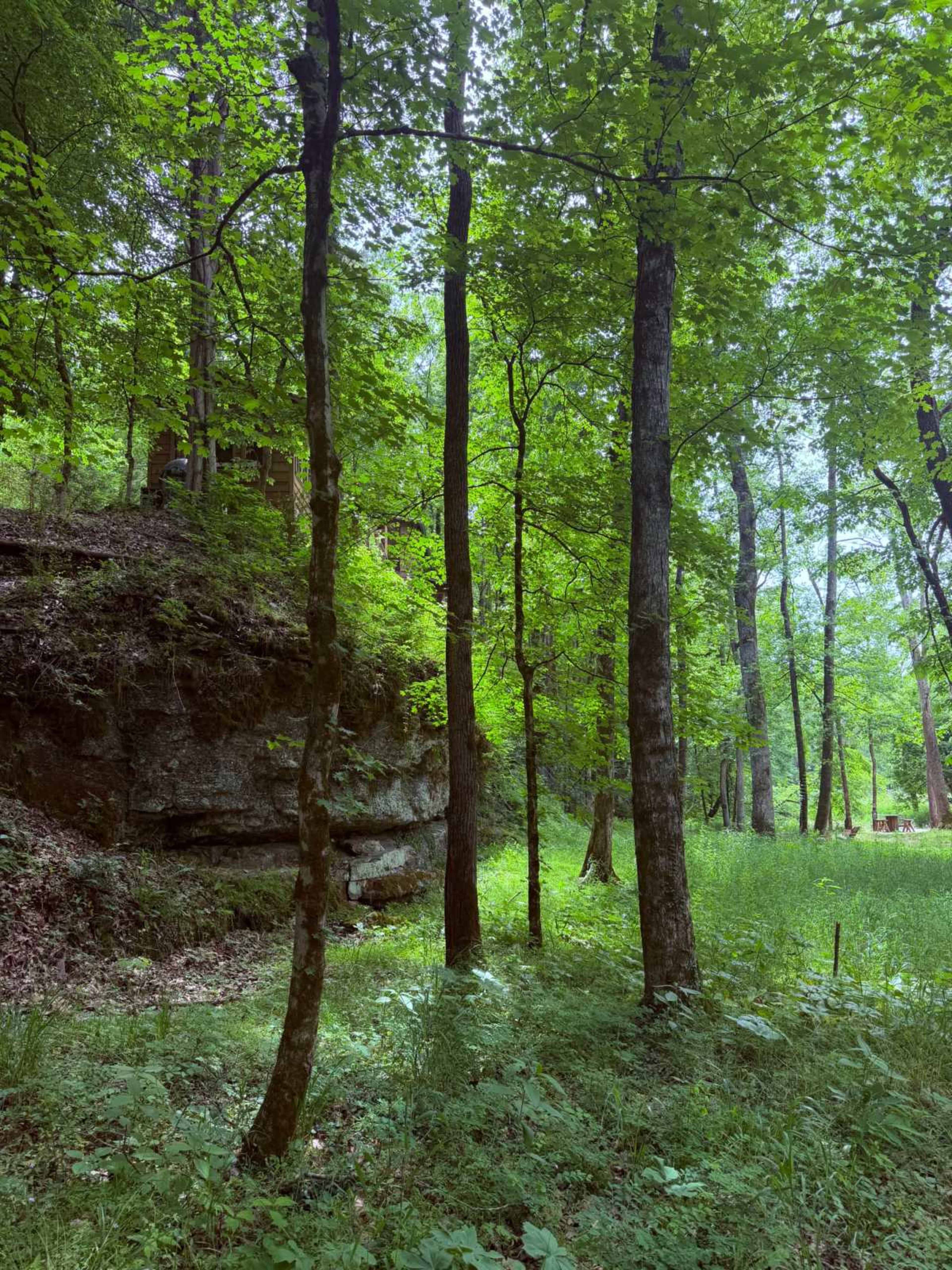 A cluster of tall trees stands beside a rocky outcrop in a lush green forest.