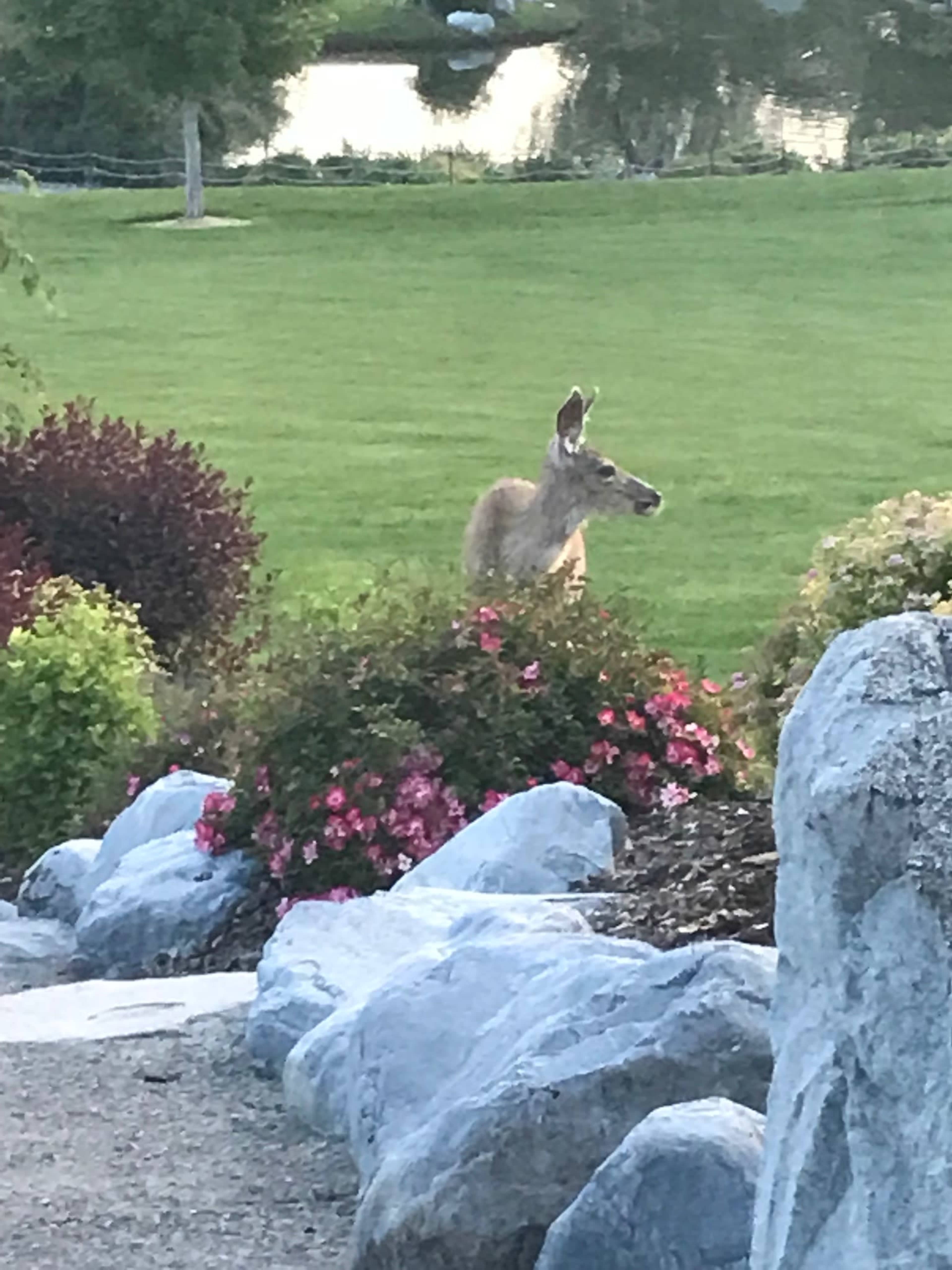 A deer stands among colorful flowers and rocks in a grassy area near a body of water.