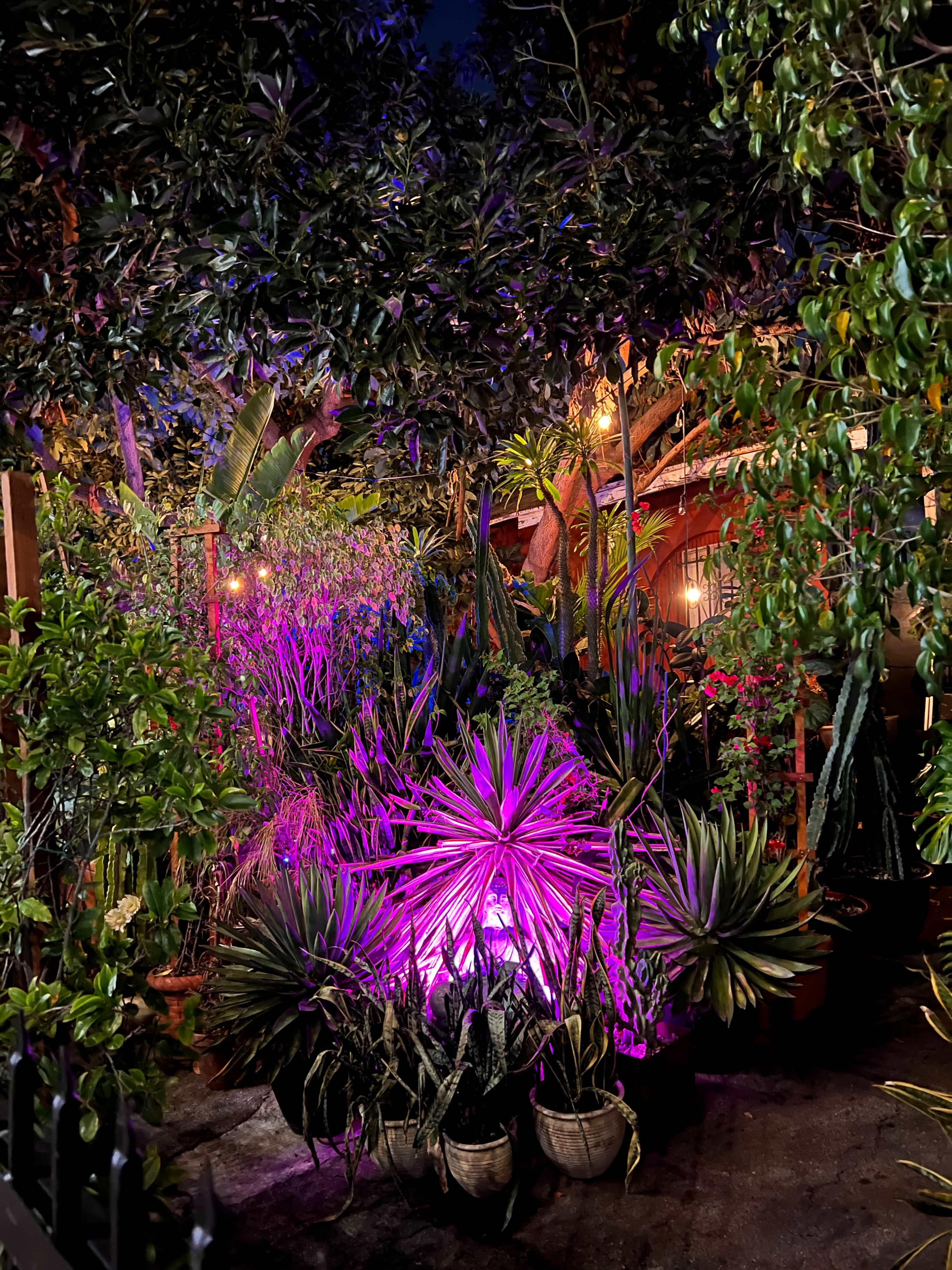 A lush garden scene is illuminated by colorful lights, featuring various plants and trees amidst a backdrop of warm, inviting surroundings.