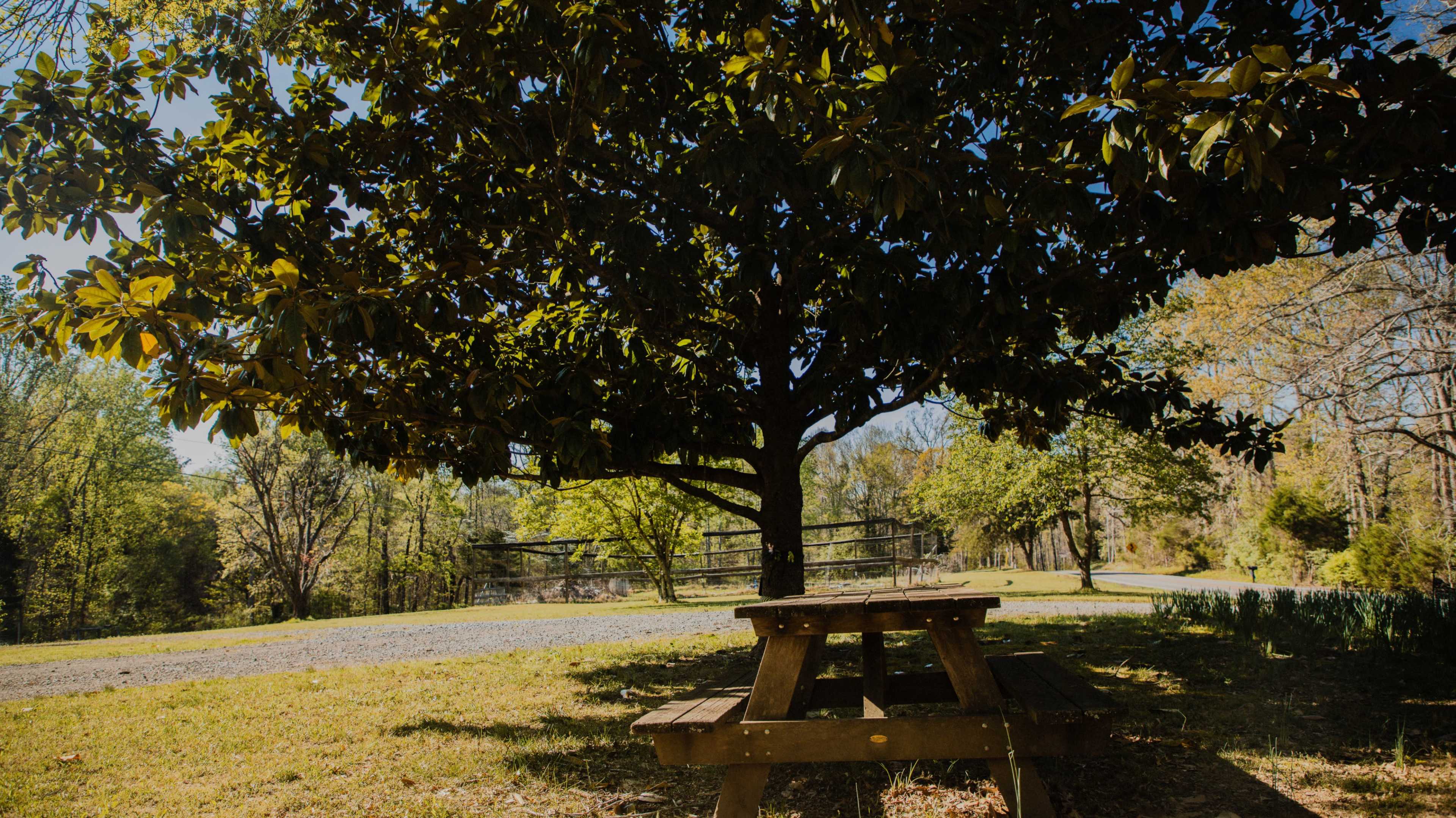 A wooden picnic table sits beneath a large tree on a grassy area near a gravel road.