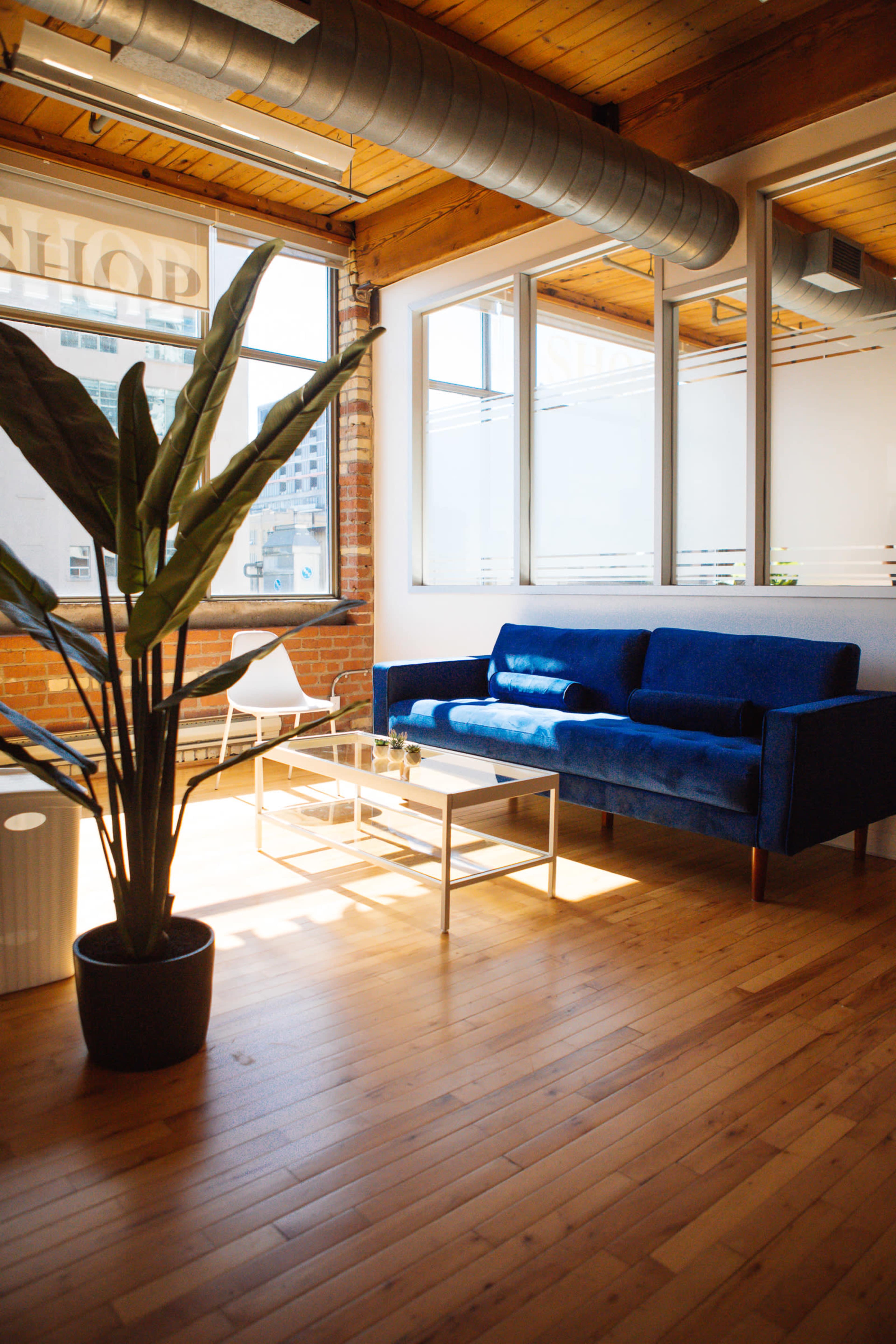 A bright, modern lounge area featuring a blue sofa, a coffee table, and a large potted plant beside a window in a room with wooden flooring.