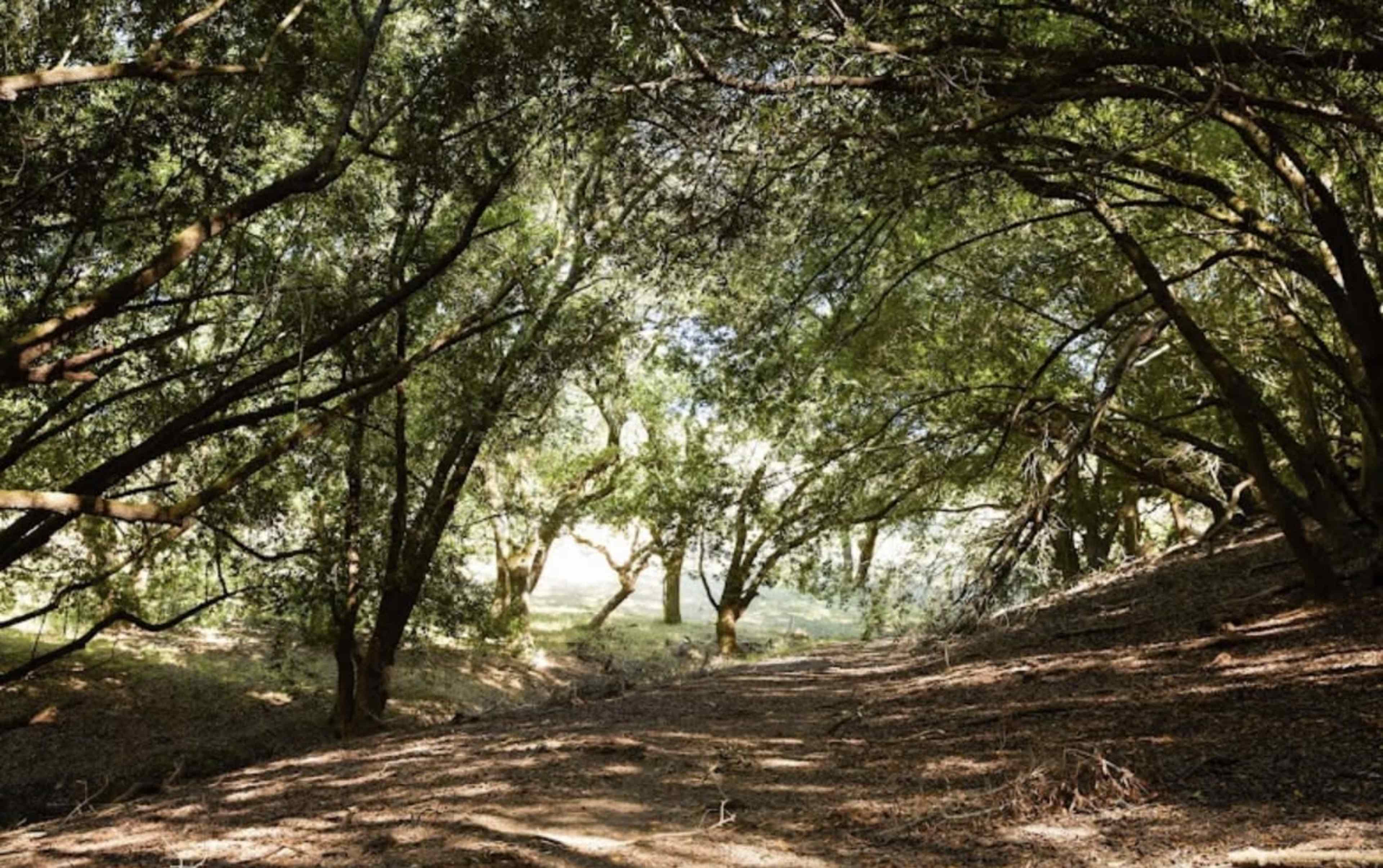 63 Acres of natural beauty! Image in , Petaluma, CA