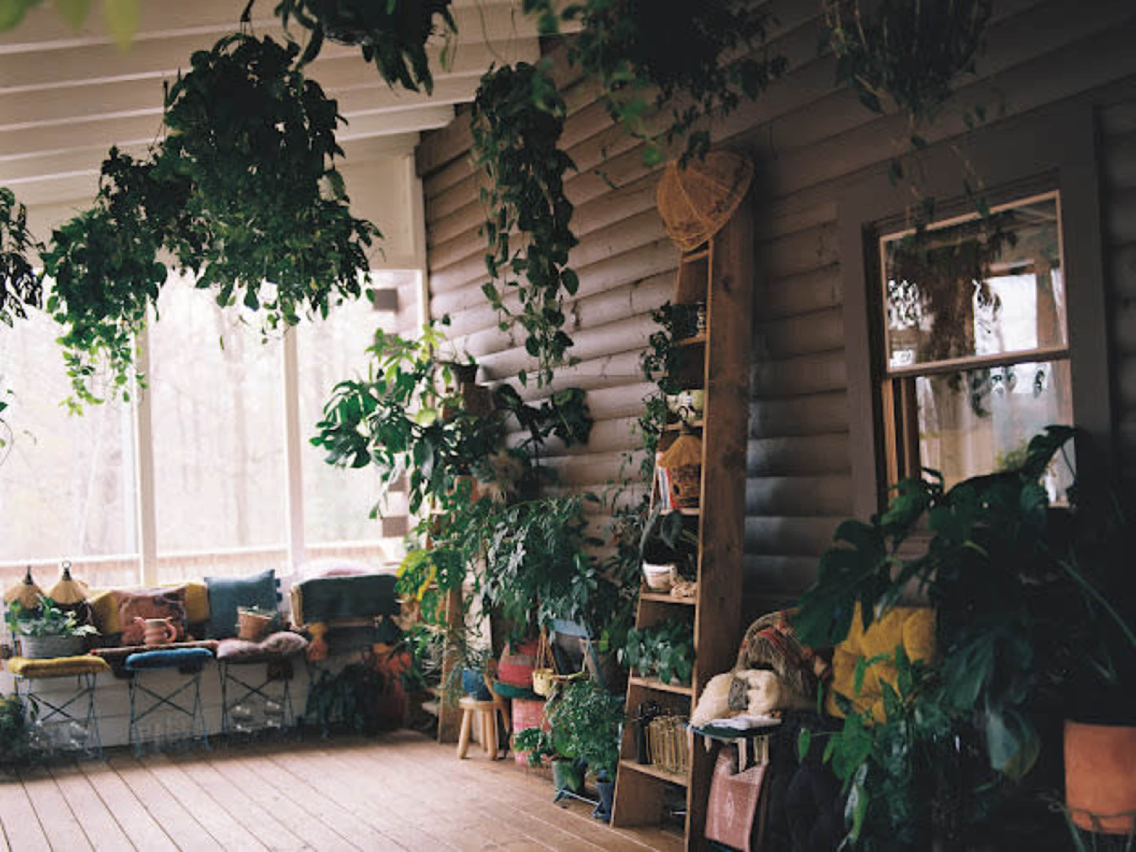 A sunlit room with wooden walls, filled with various hanging and potted plants, along with cozy seating and decorative cushions.