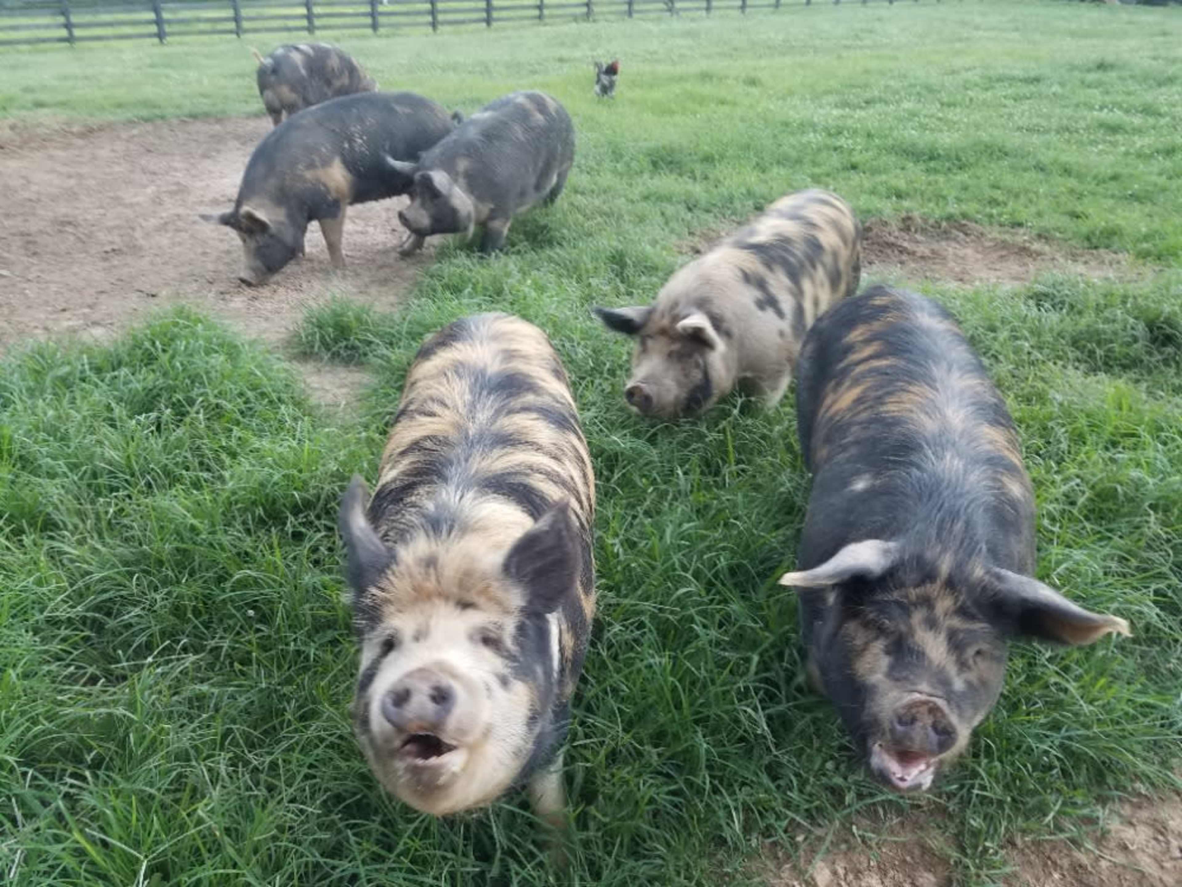 Pasture Pigs