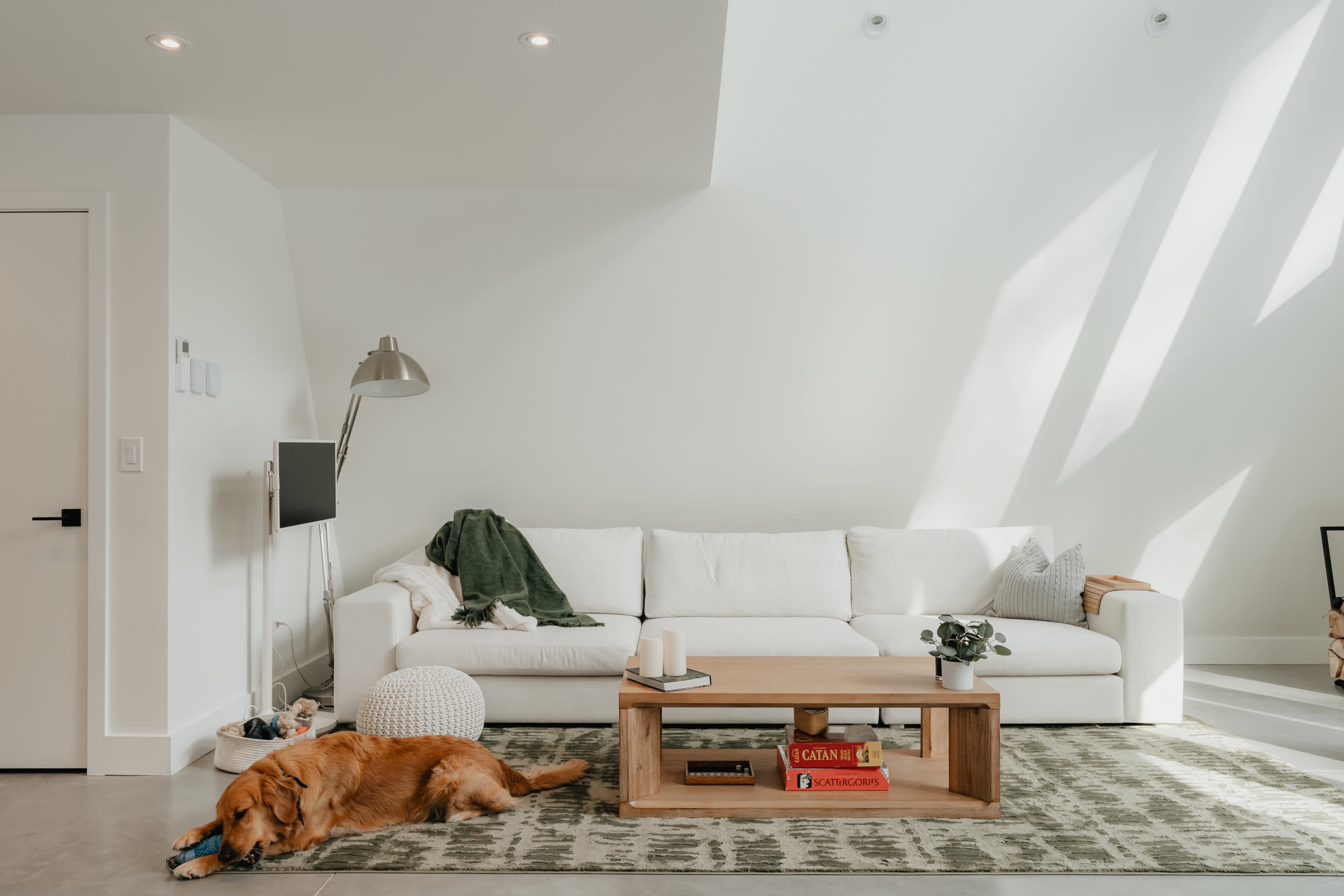 A golden retriever lies on a rug in a bright living room with a white couch and a wooden coffee table.