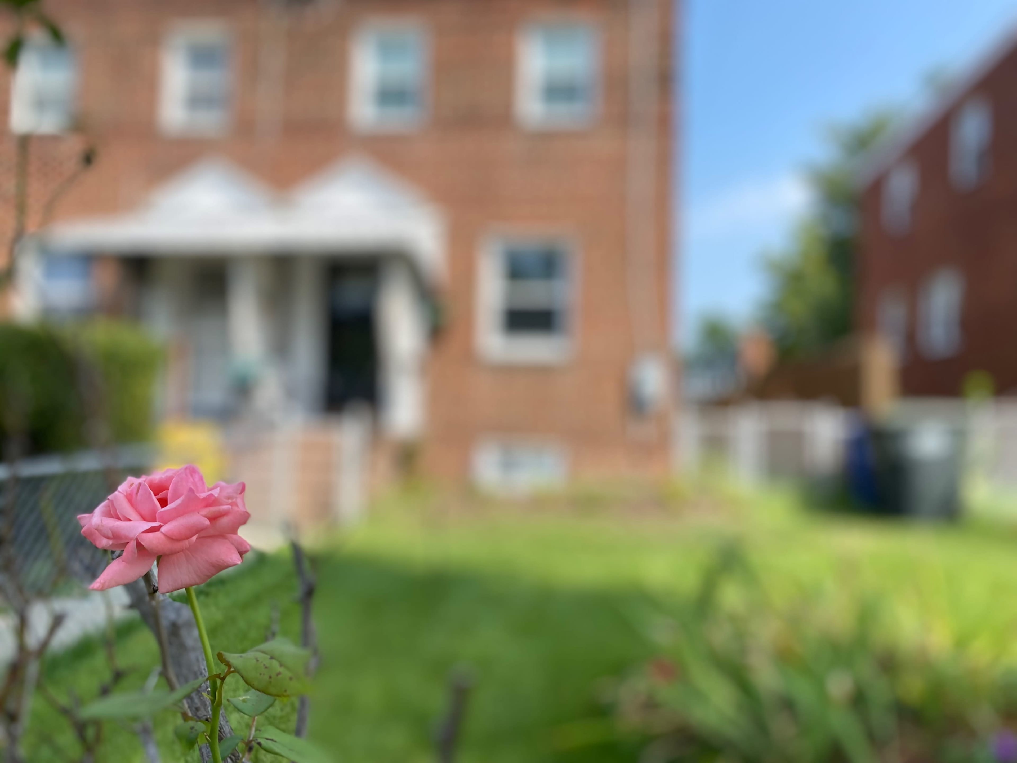 A pink rose stands in focus in the foreground with a brick house and green lawn blurred in the background.