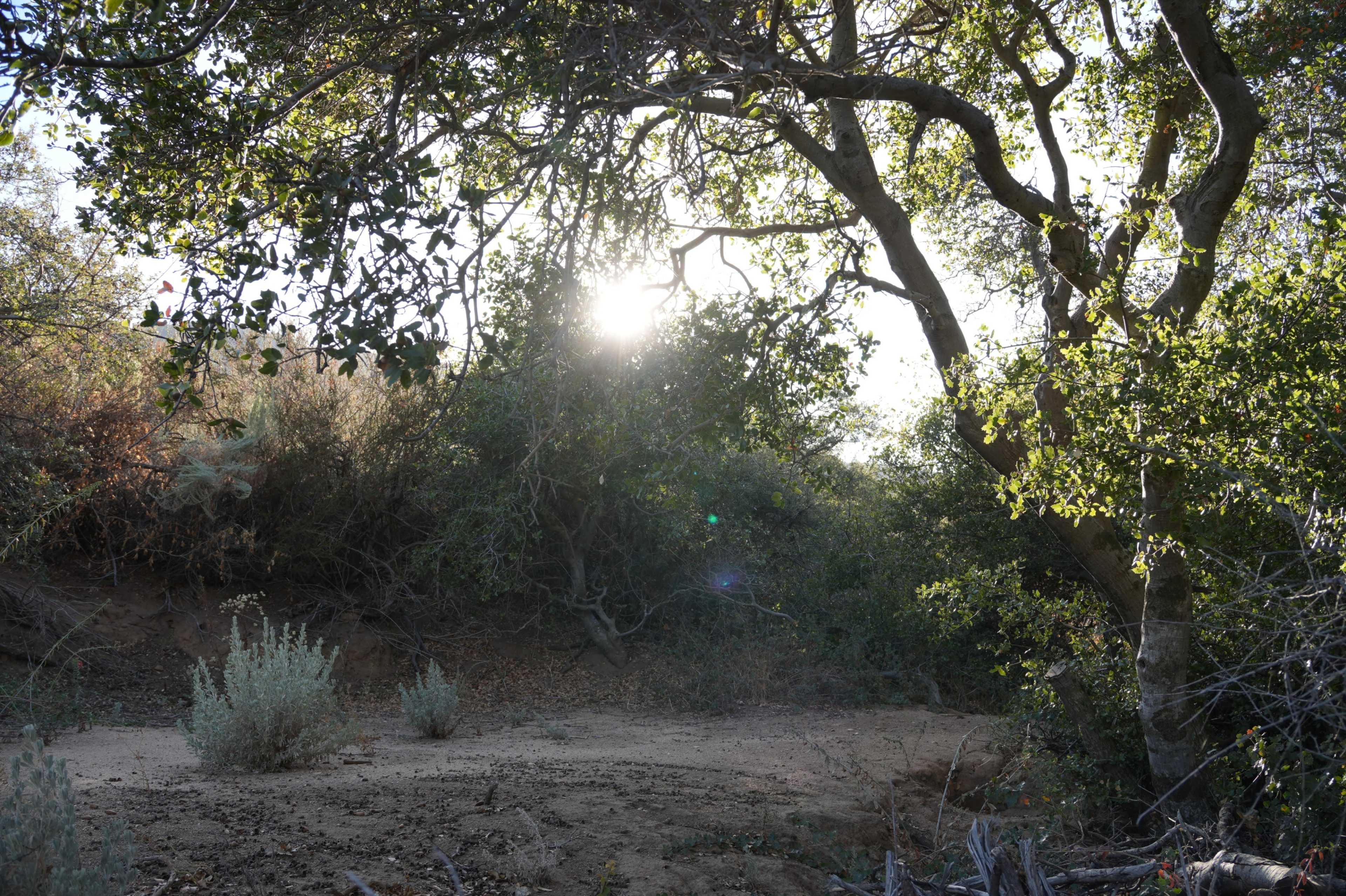The image shows a sunlit clearing in a wooded area, with trees surrounding patches of dry ground and sparse vegetation.