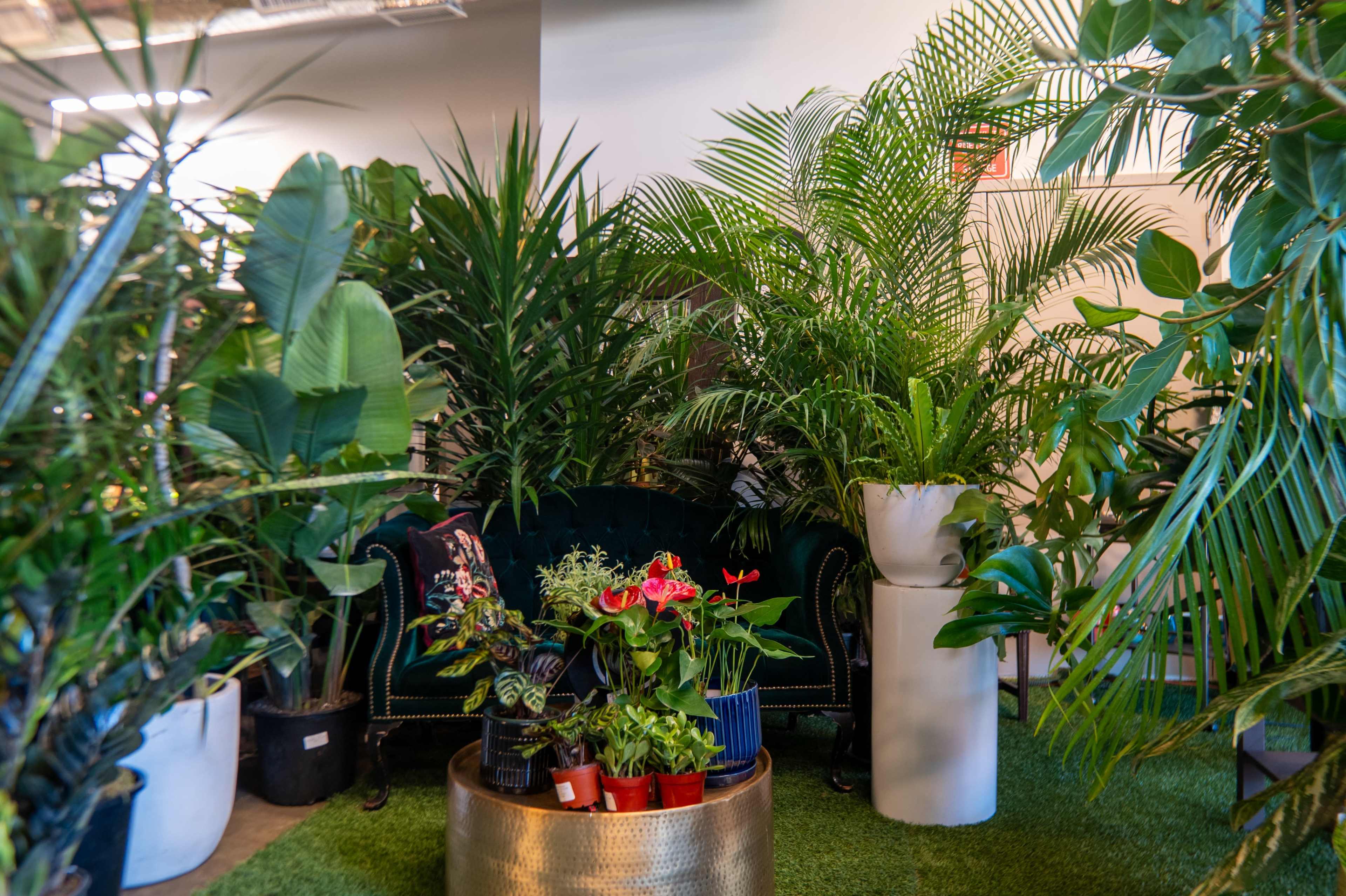 The image shows a cozy seating area surrounded by various indoor plants and a round table with potted flowers.