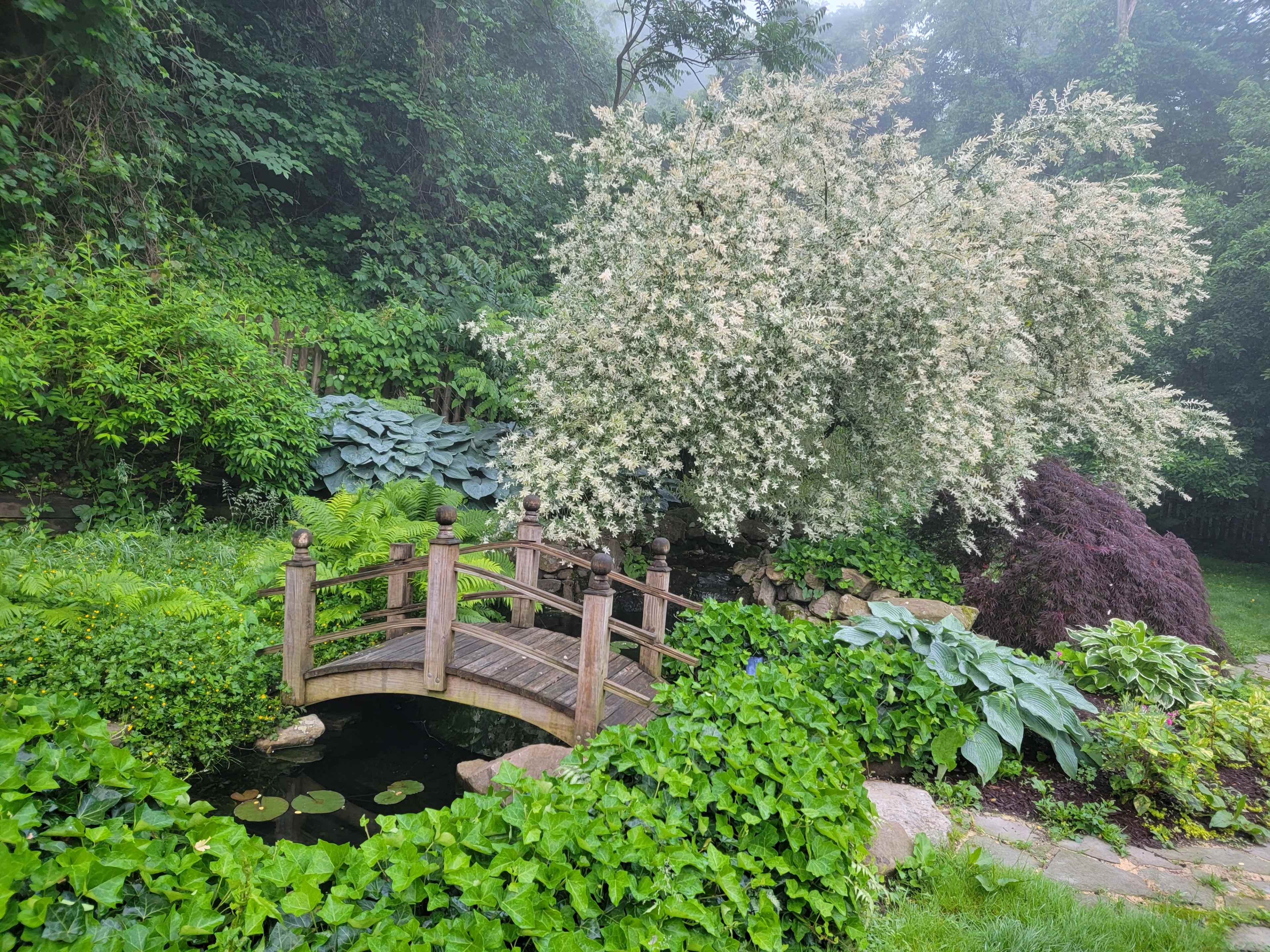 A wooden bridge arches over a small pond surrounded by lush greenery and a flowering tree.