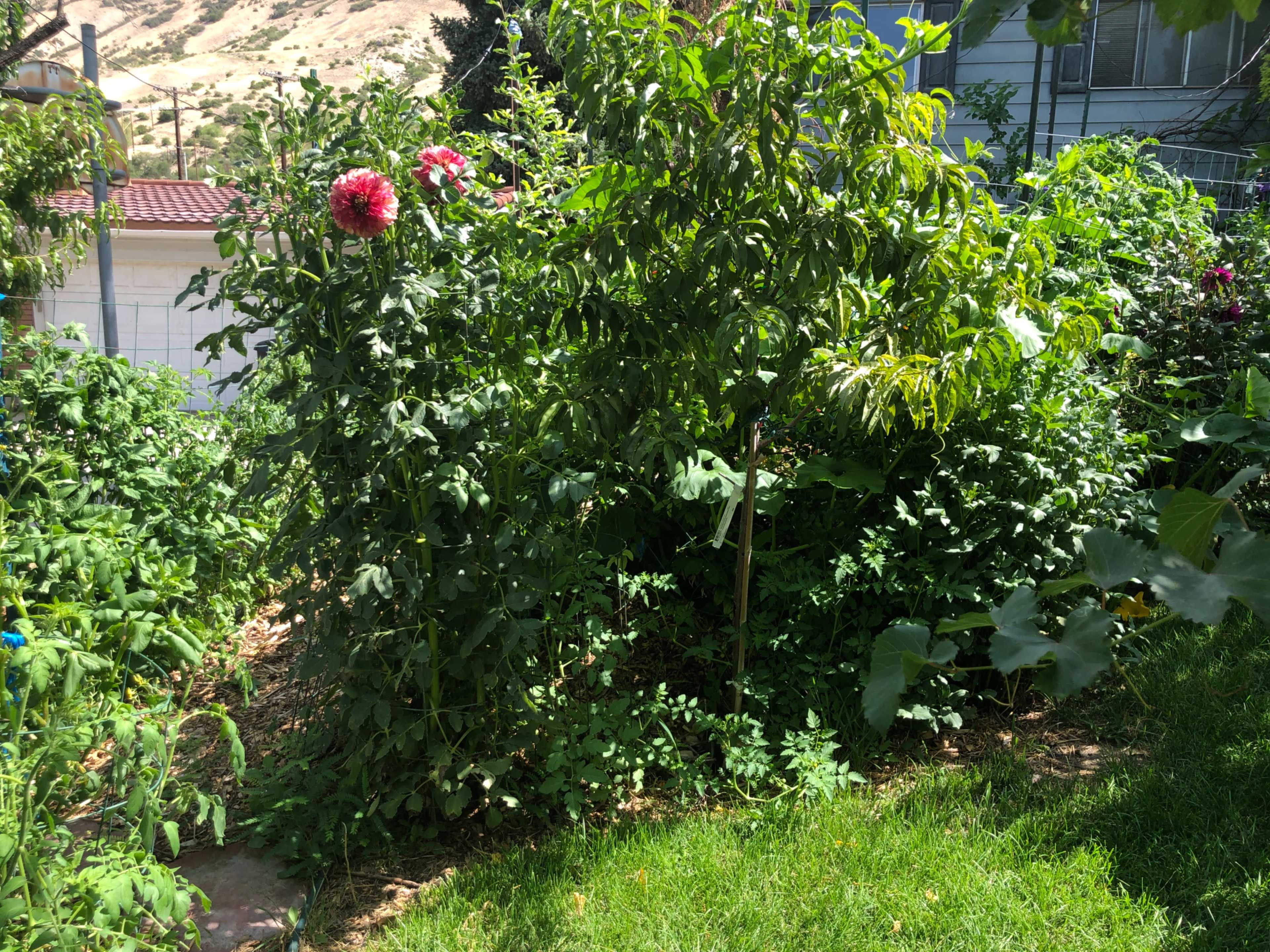 The image shows a lush garden area filled with various plants, including tall flowers and leafy greens, set against a backdrop of a home and hills.