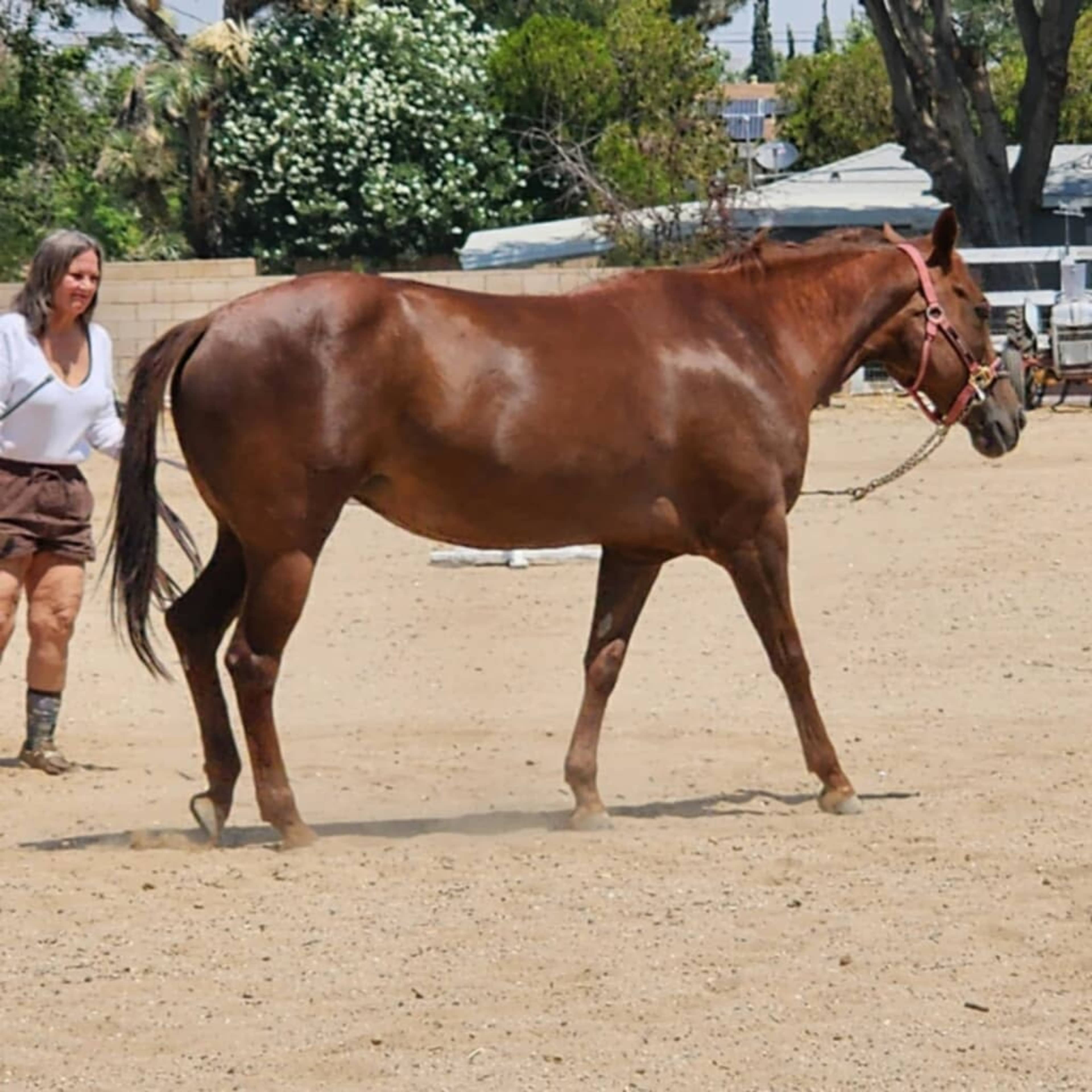 A person leads a brown horse on a sandy surface in a fenced area.