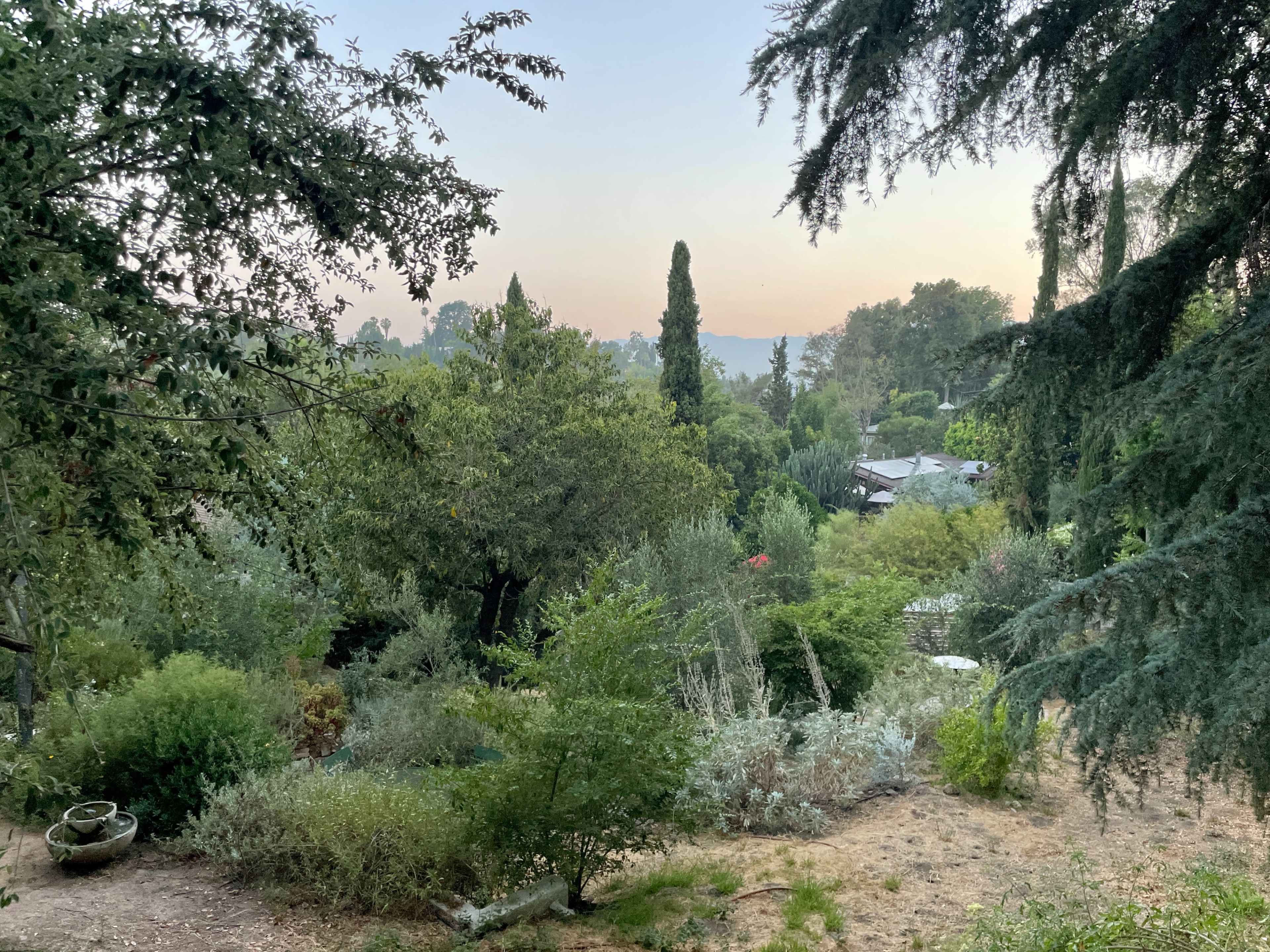The image depicts a lush, tree-filled landscape with a variety of green plants and shrubs, leading to a distant view of scattered buildings under a pastel sky.
