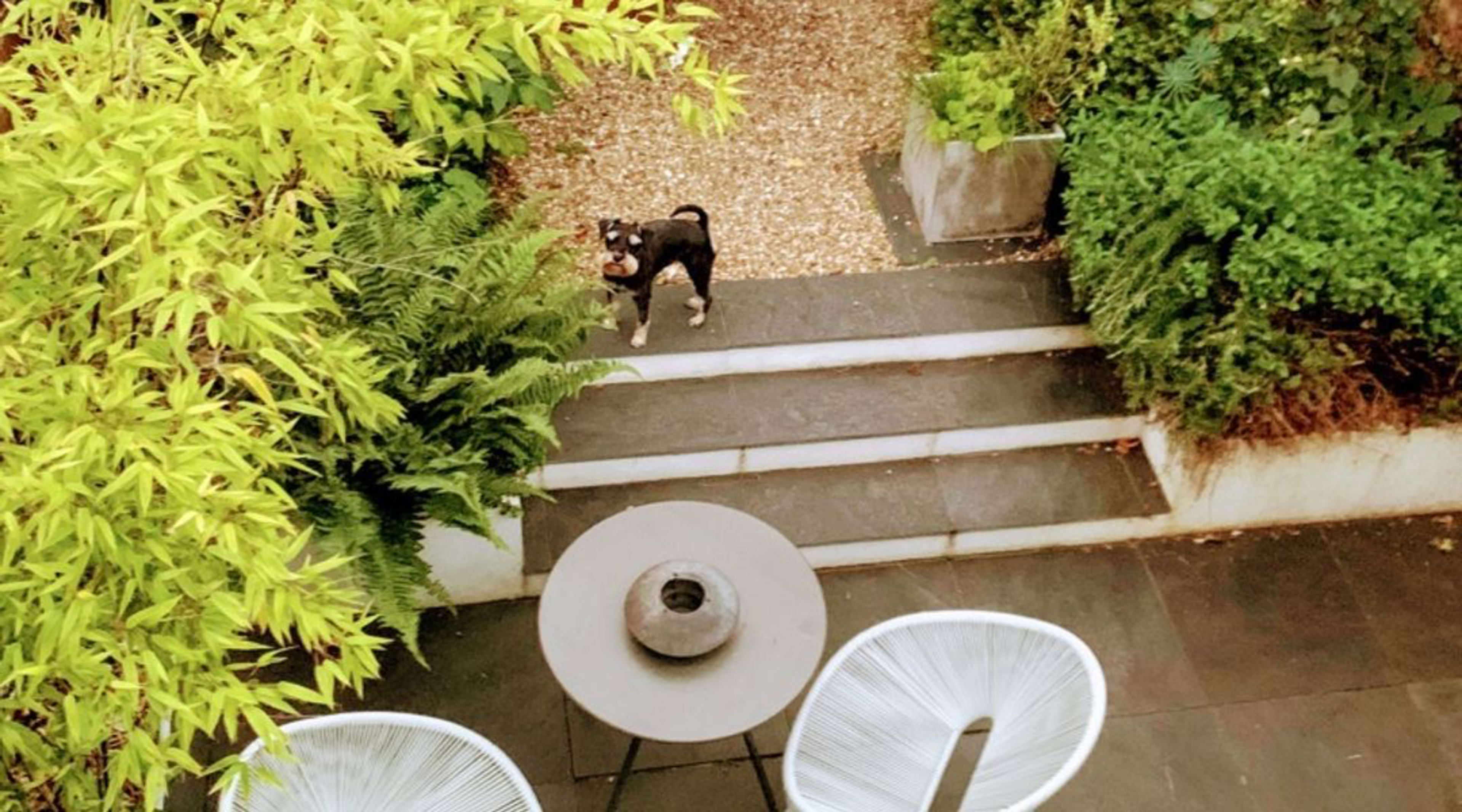 A dog stands on steps leading to a gravel pathway, surrounded by greenery and two chairs around a table.