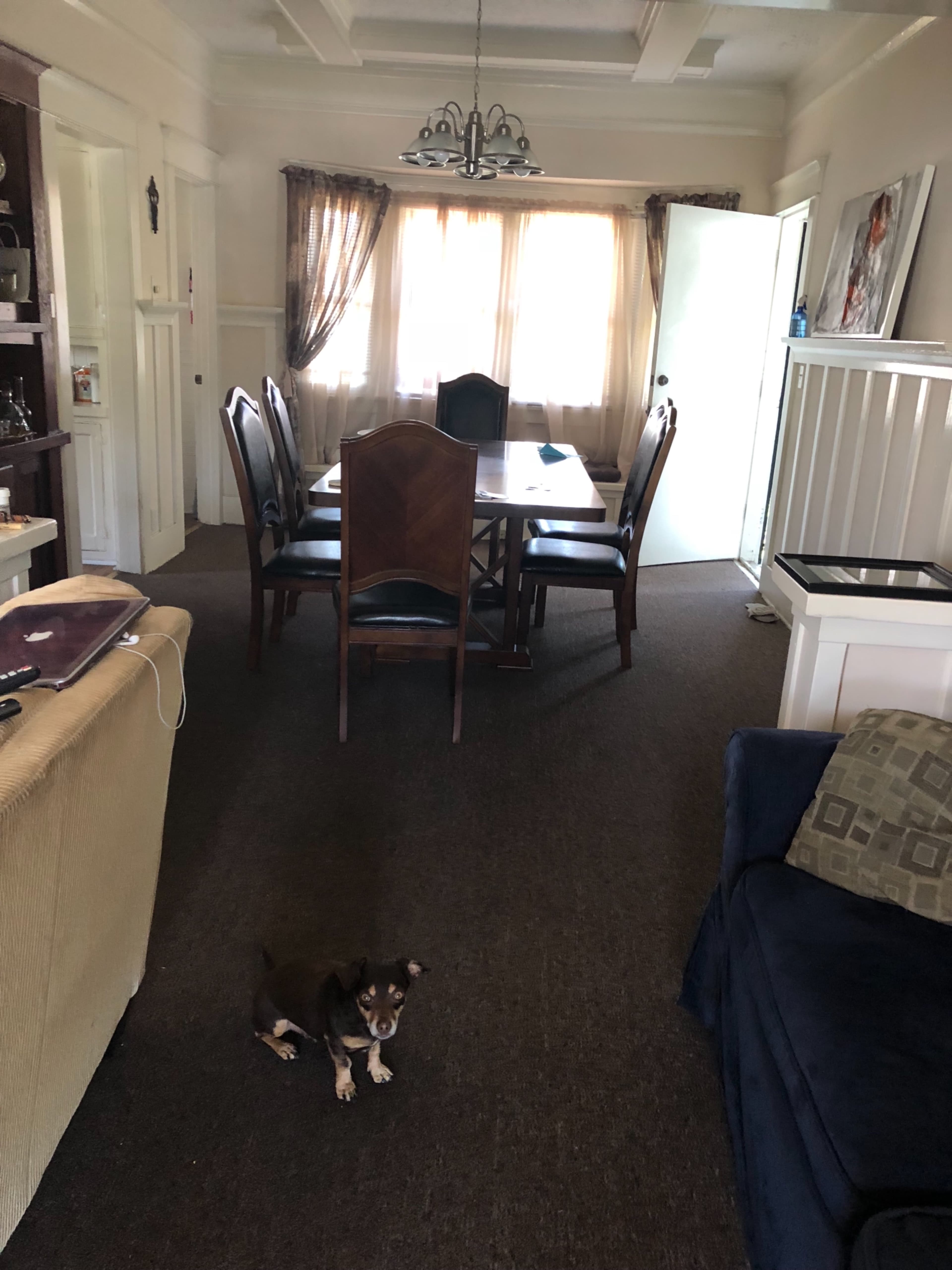 A small dog stands on a carpeted living room floor, with a dining table and chairs visible in the background through a light-filled doorway.