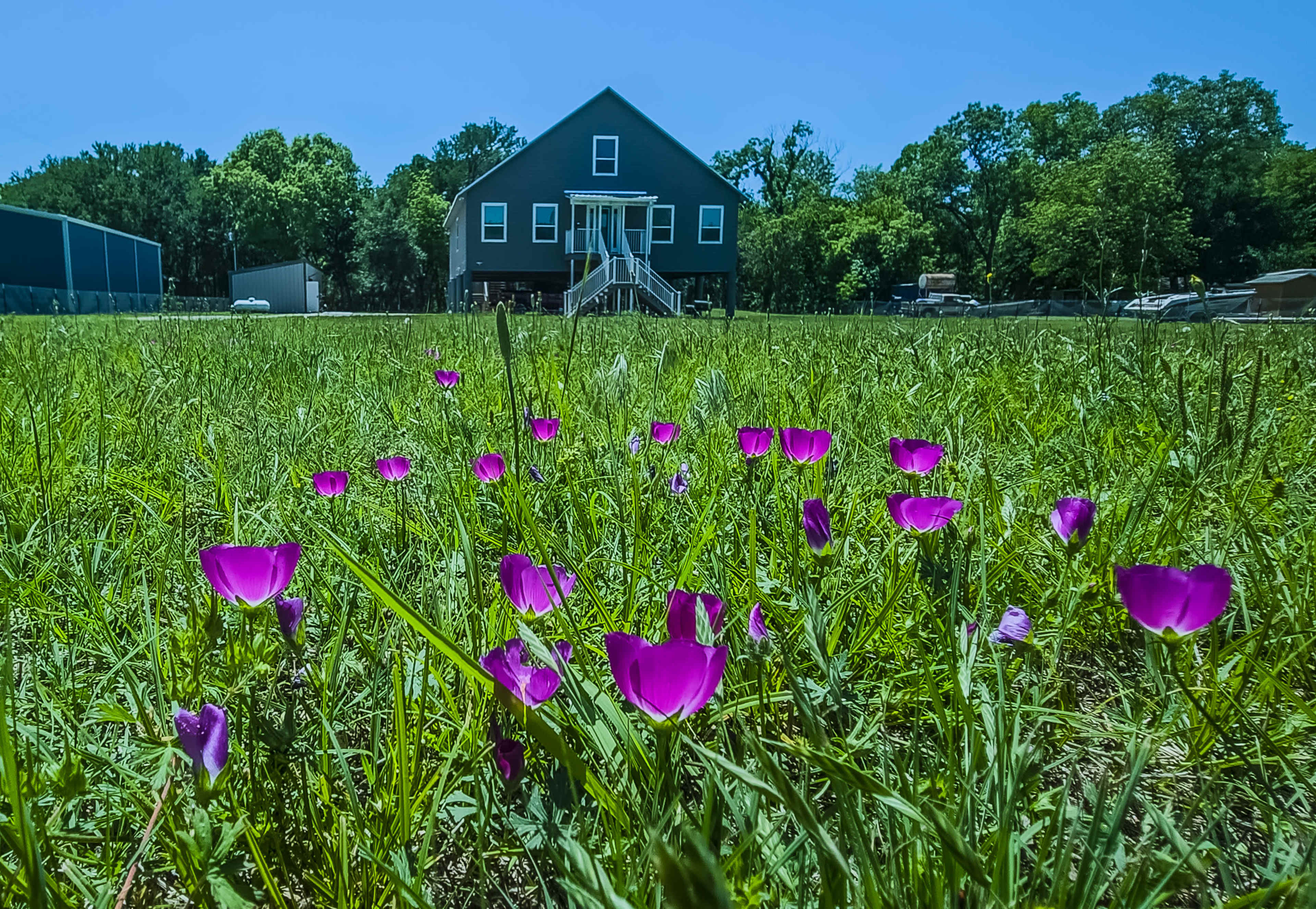 A field of purple flowers grows in front of a two-story gray house surrounded by trees and a clear blue sky.