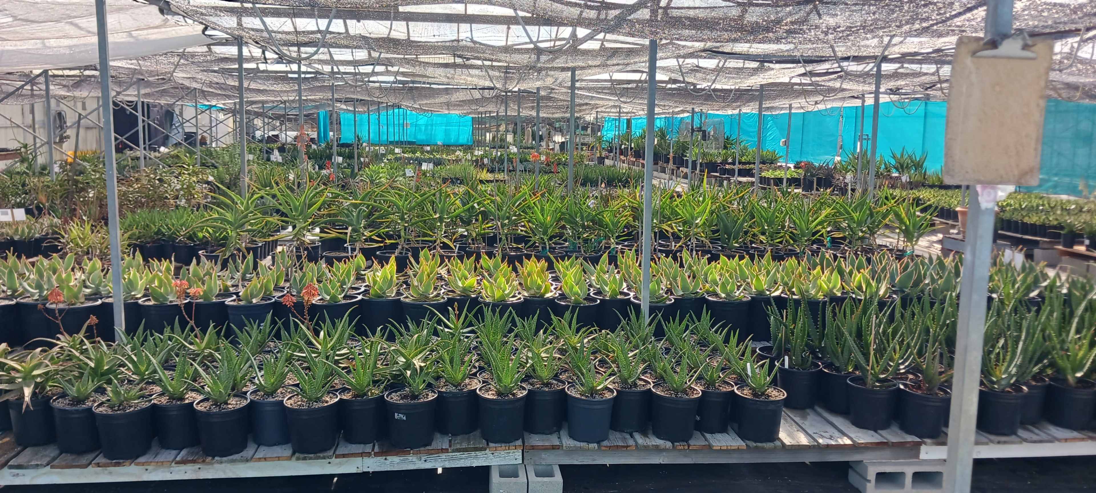 Hwy 1 Greenhouse with thousands of plants Image in Half Moon Bay, HalfMoon Bay, CA