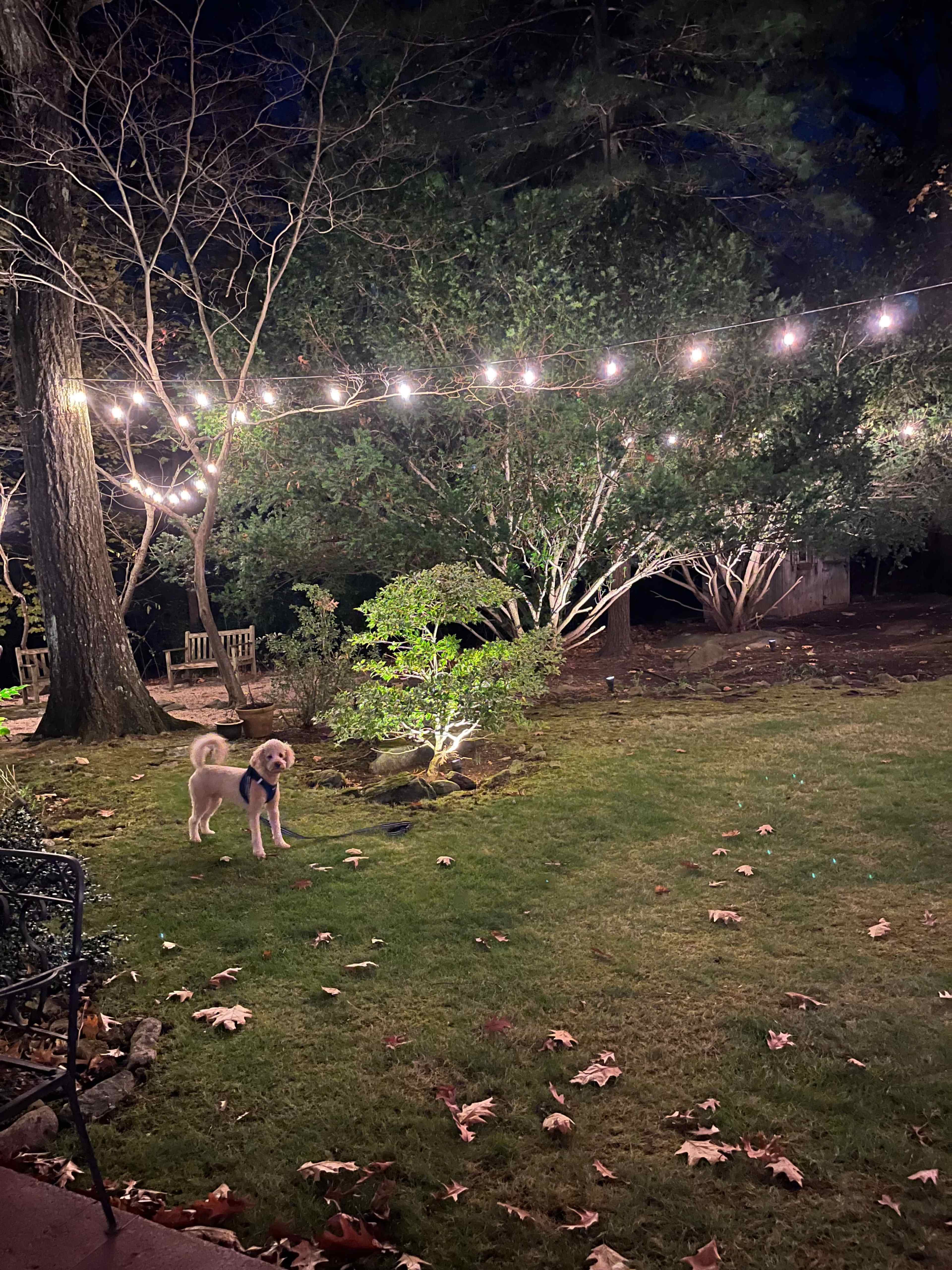 A dog stands in a yard illuminated by string lights, surrounded by trees and fallen leaves.