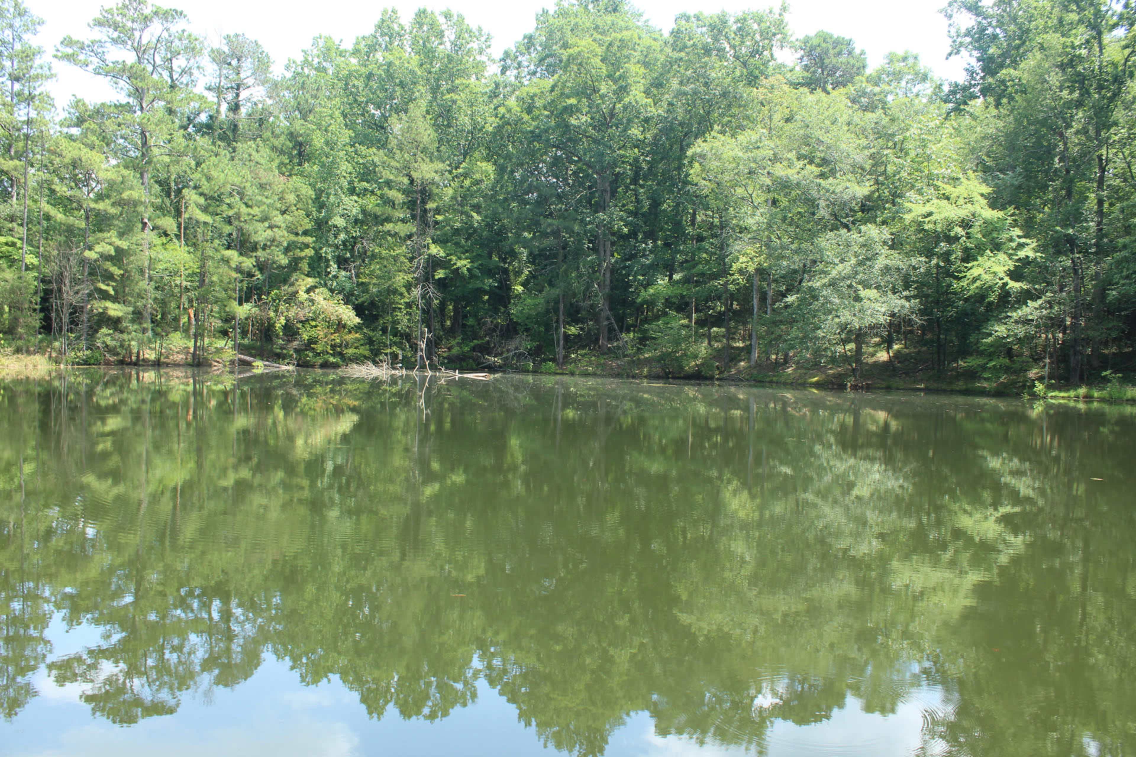 A calm pond is surrounded by dense green trees, reflecting the landscape in its still water.