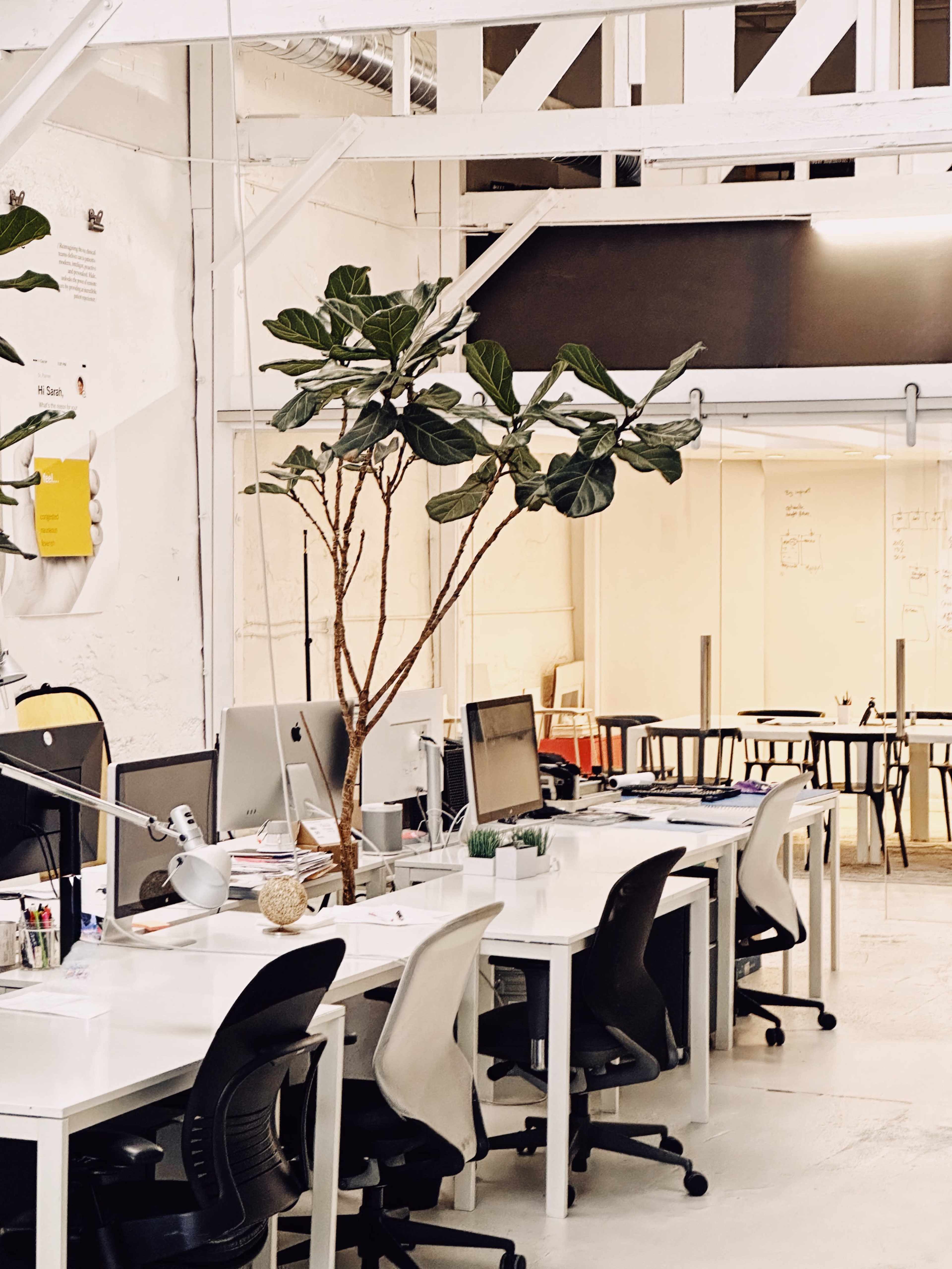 A modern office space featuring white desks, computers, and a large potted plant in a well-lit environment.