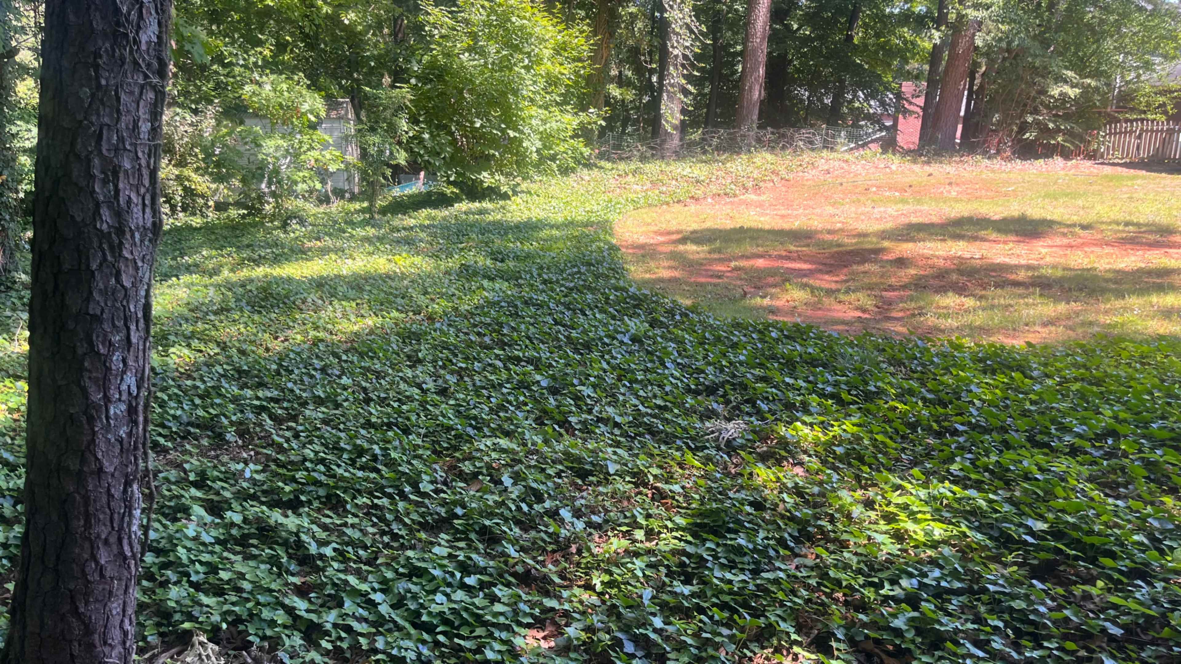 The image shows a patch of green ivy covering the ground on a slope, adjacent to a grassy area in a forested setting.