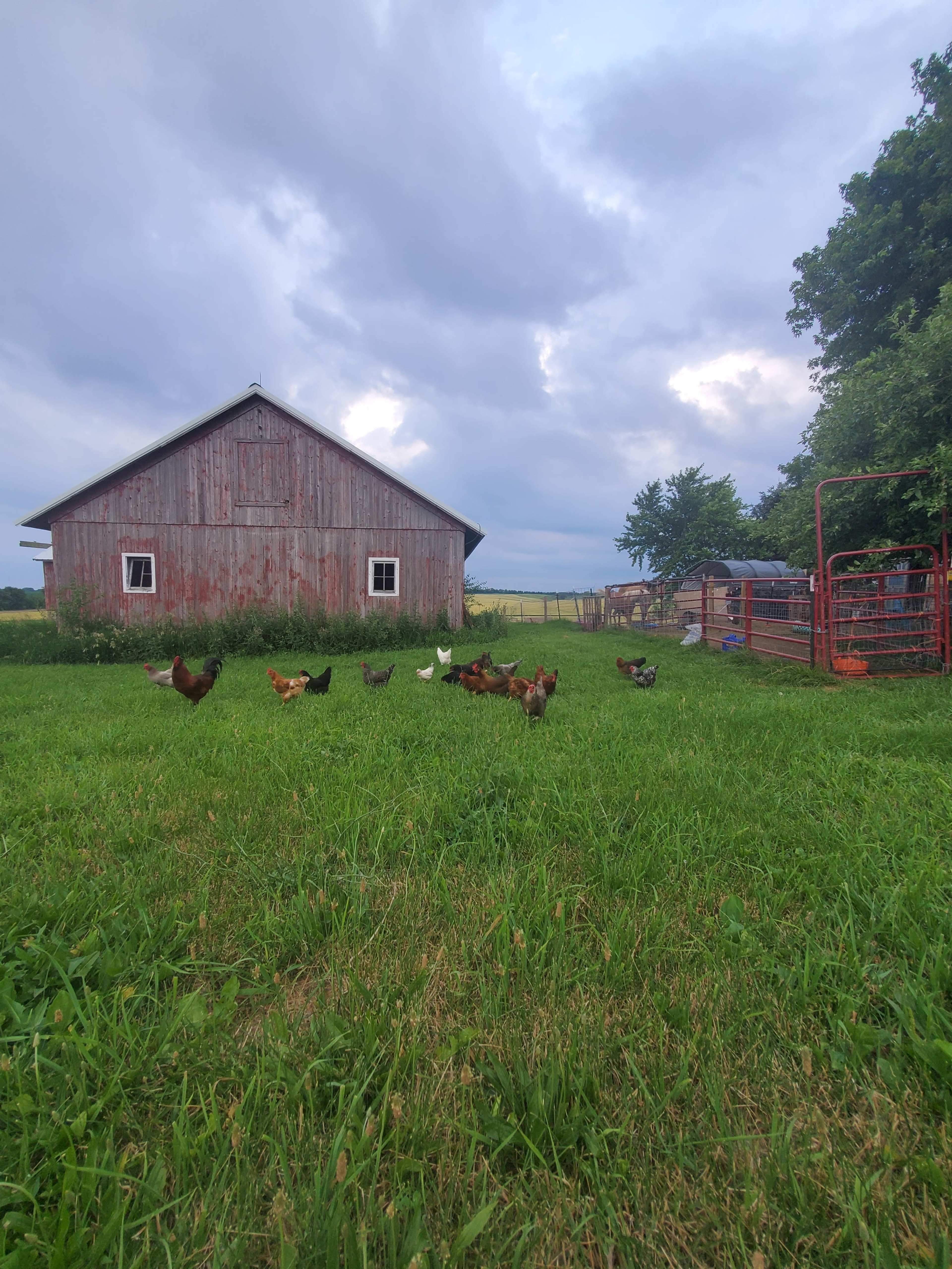 A flock of chickens forages in a grassy area in front of a red barn under a cloudy sky.