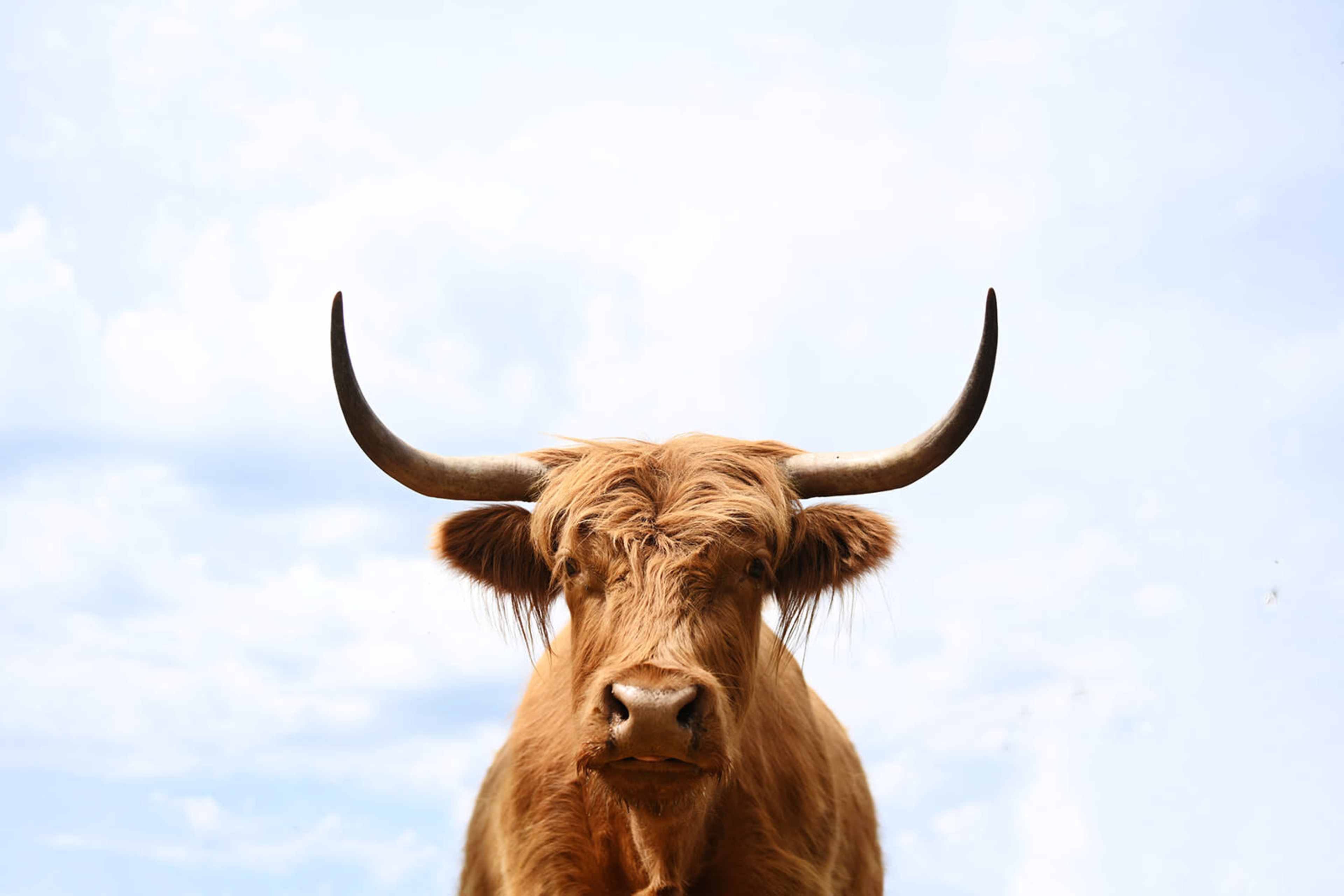 A Highland cow with long horns stands against a blue sky.