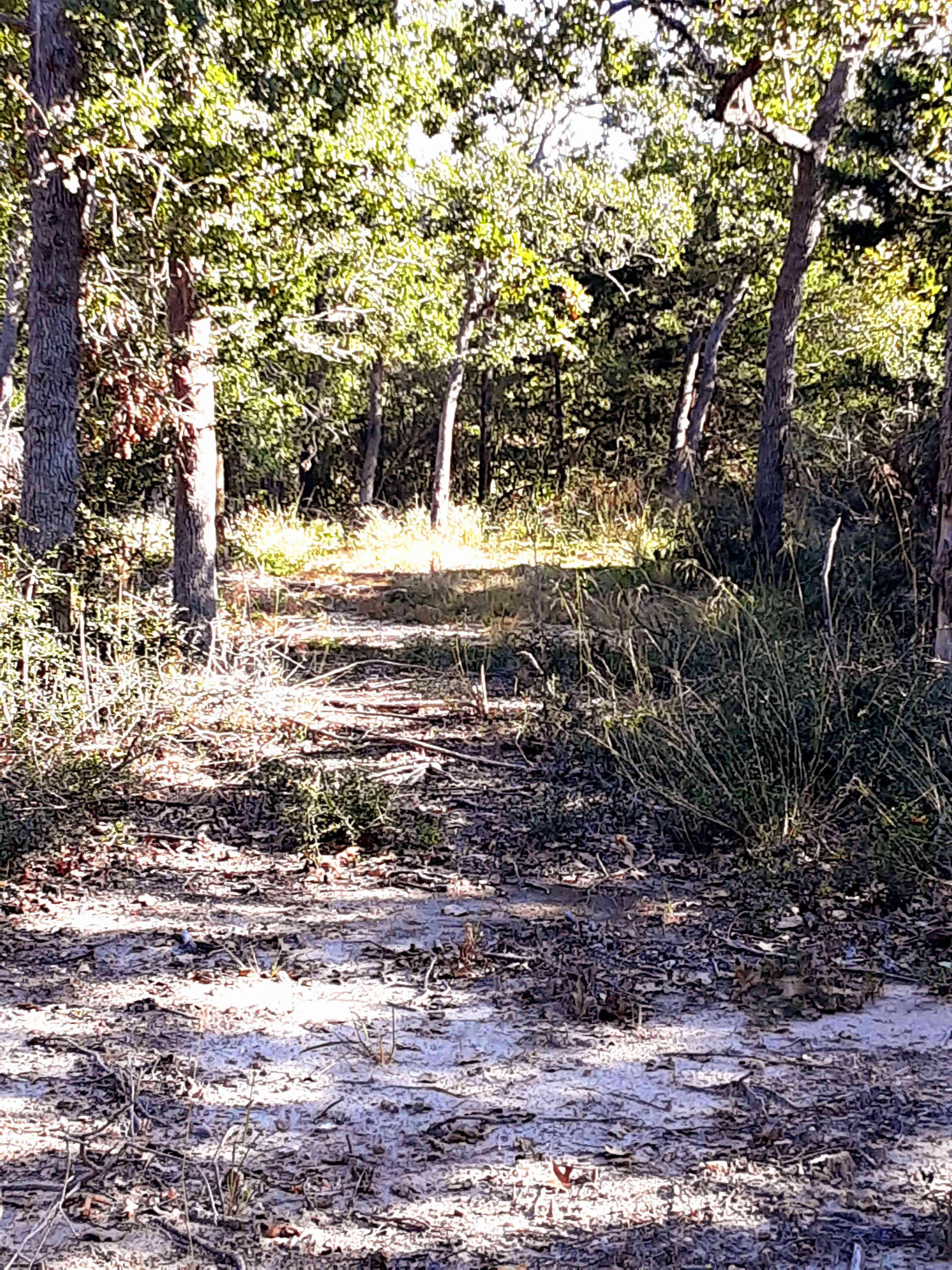 A dirt path surrounded by trees and tall grass leads into a wooded area.