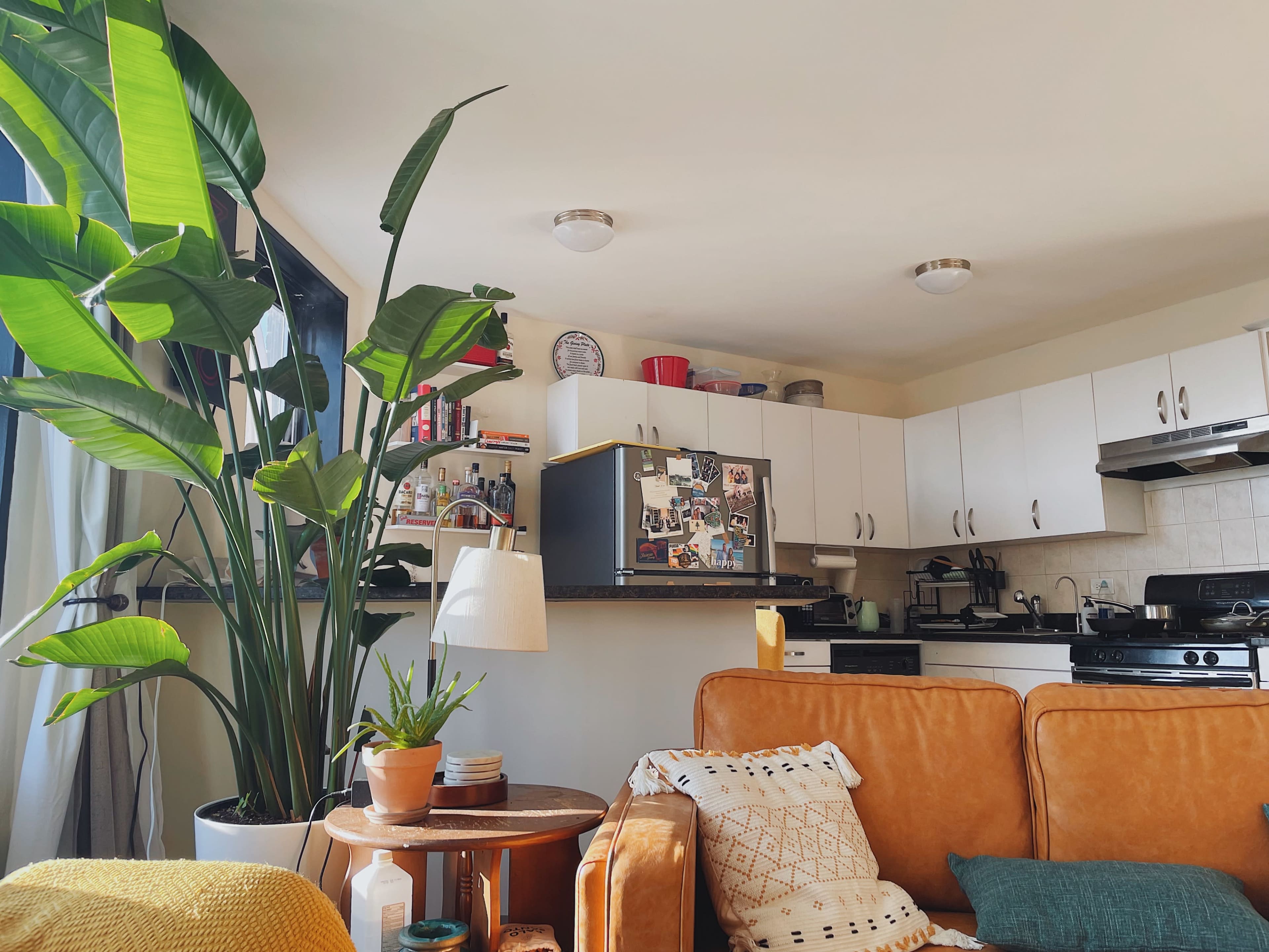 A cozy living room features a large potted plant, a brown couch adorned with cushions, and a kitchen area with white cabinets and appliances in the background.