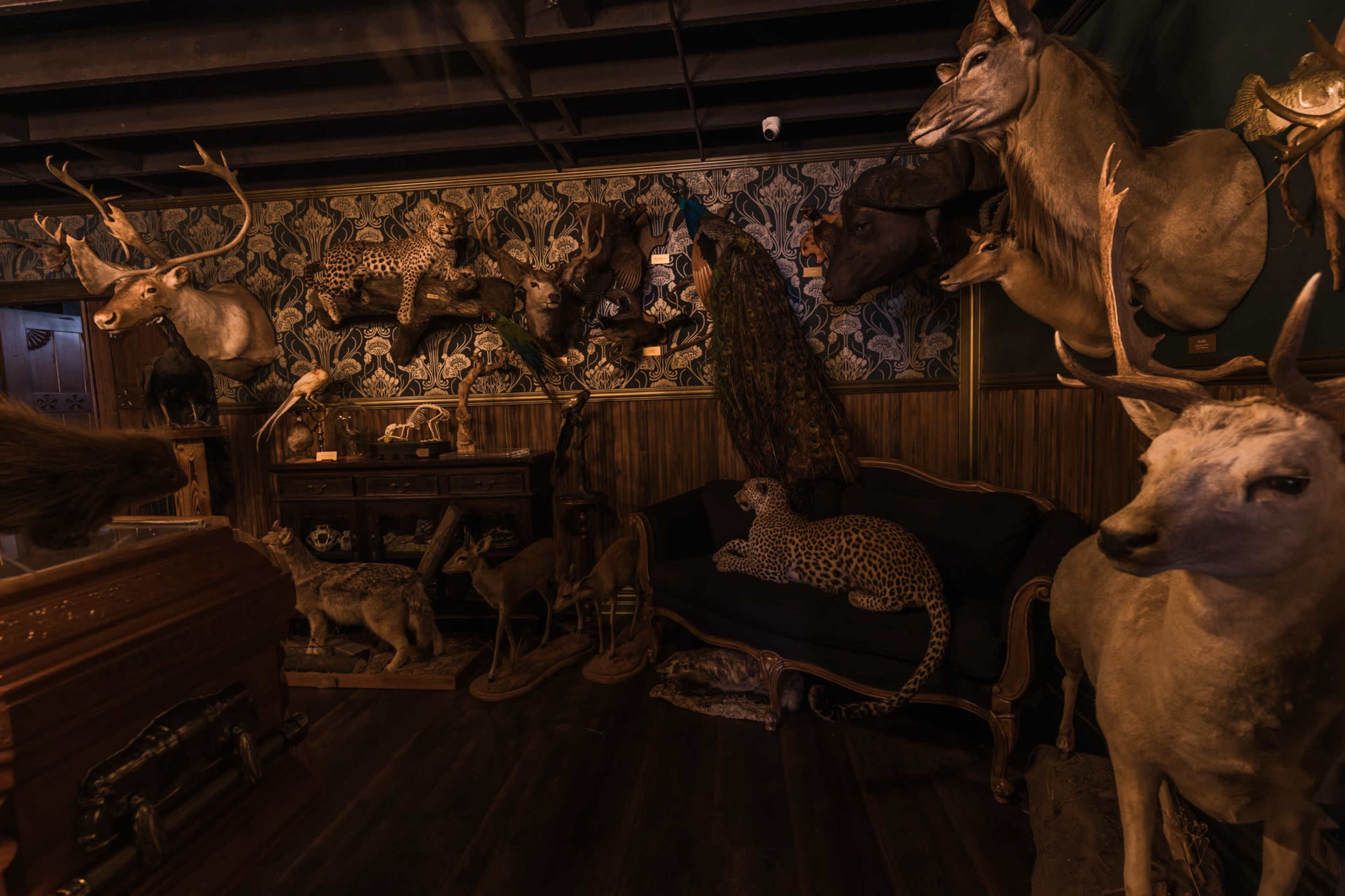 The room features a variety of mounted animal trophies displayed on the walls and furniture, including a leopard lounging on a couch and various deer heads above an antique cabinet.