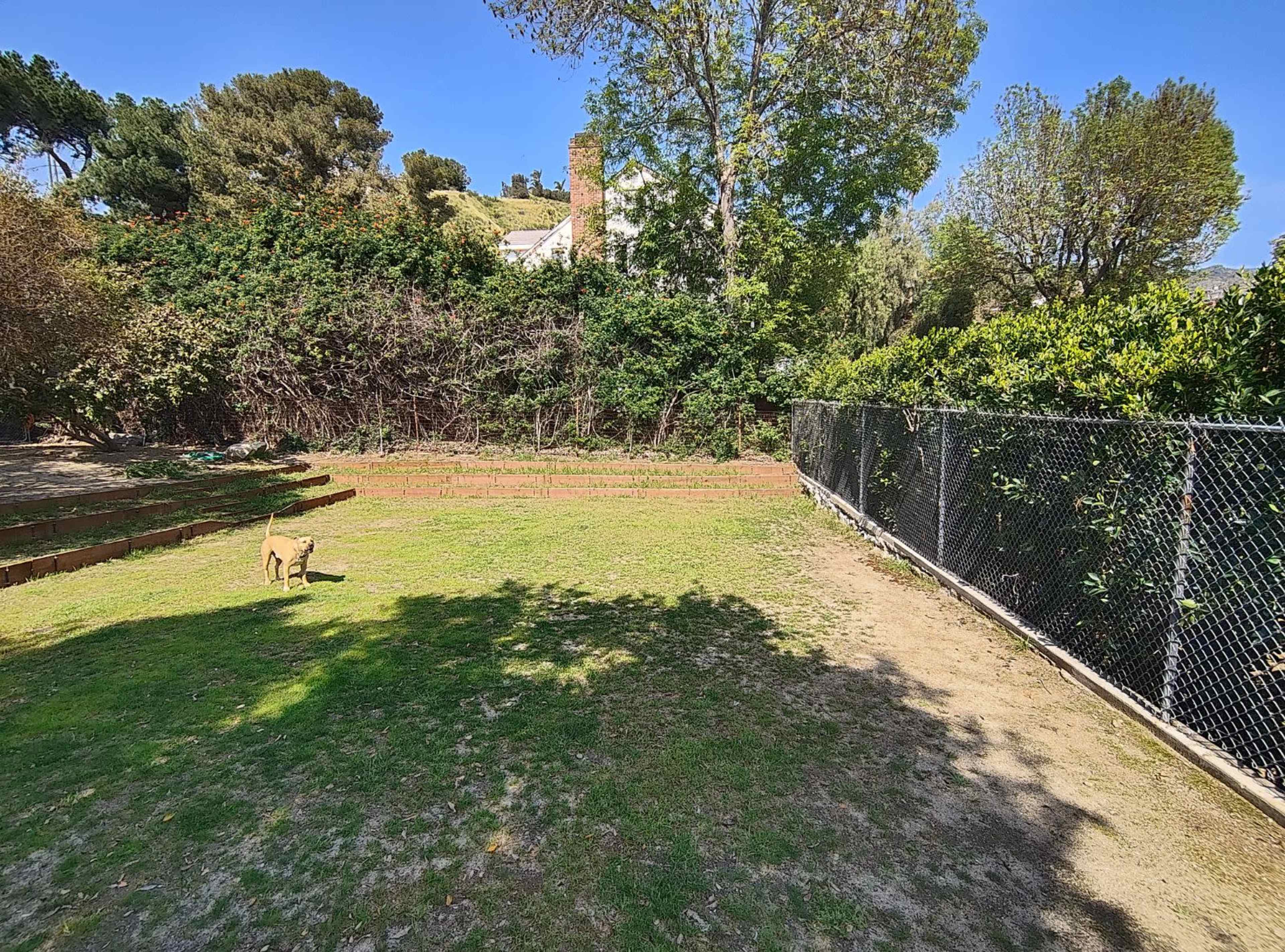 A dog is walking across a grassy area bordered by a chain-link fence, with lush greenery and a house visible in the background.