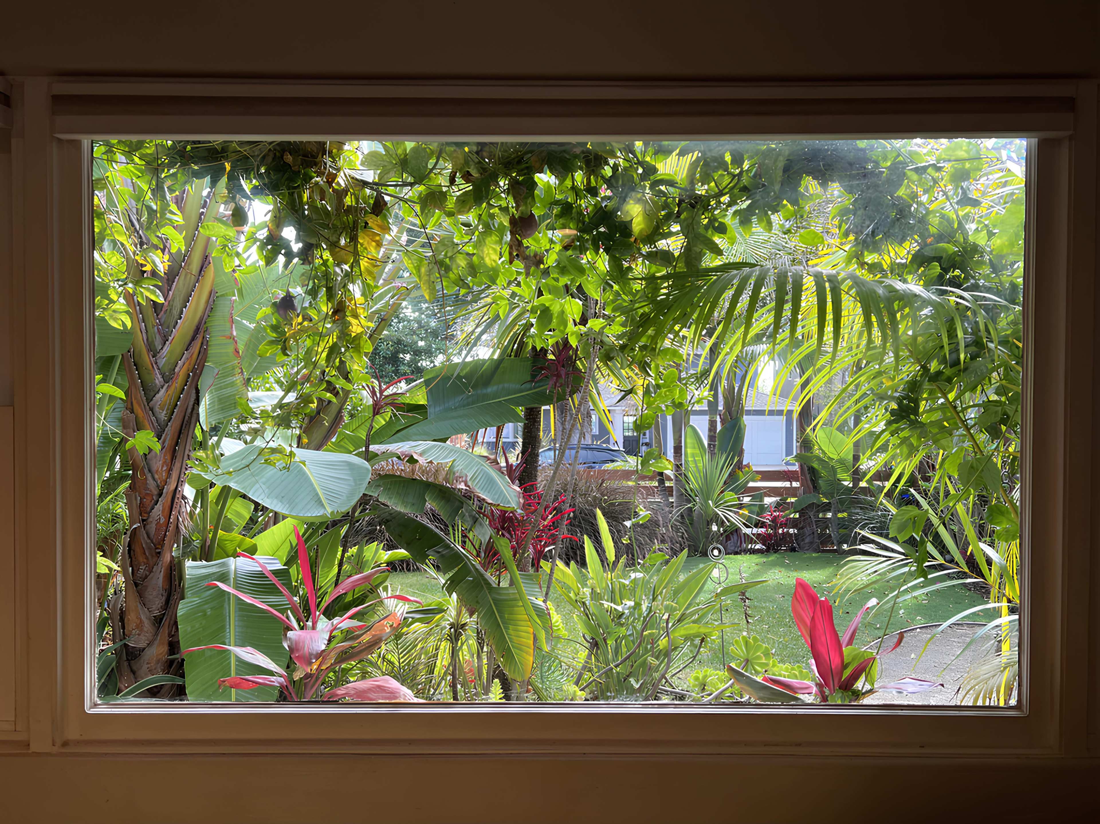 The image shows a view through a window framed by various tropical plants and trees, revealing a lush green garden beyond.