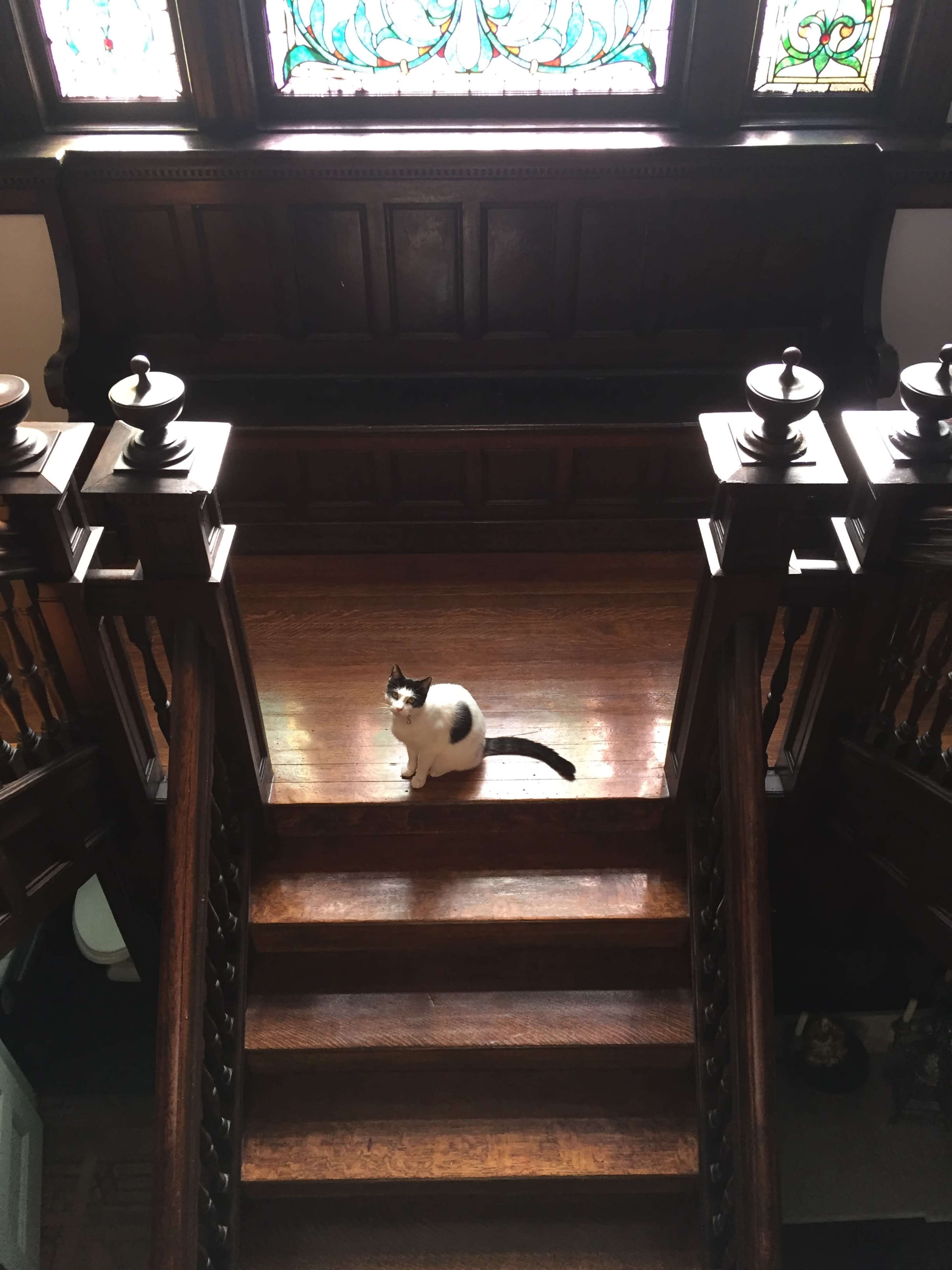 A black and white cat sits on a staircase in a wooden hallway with stained glass windows above.