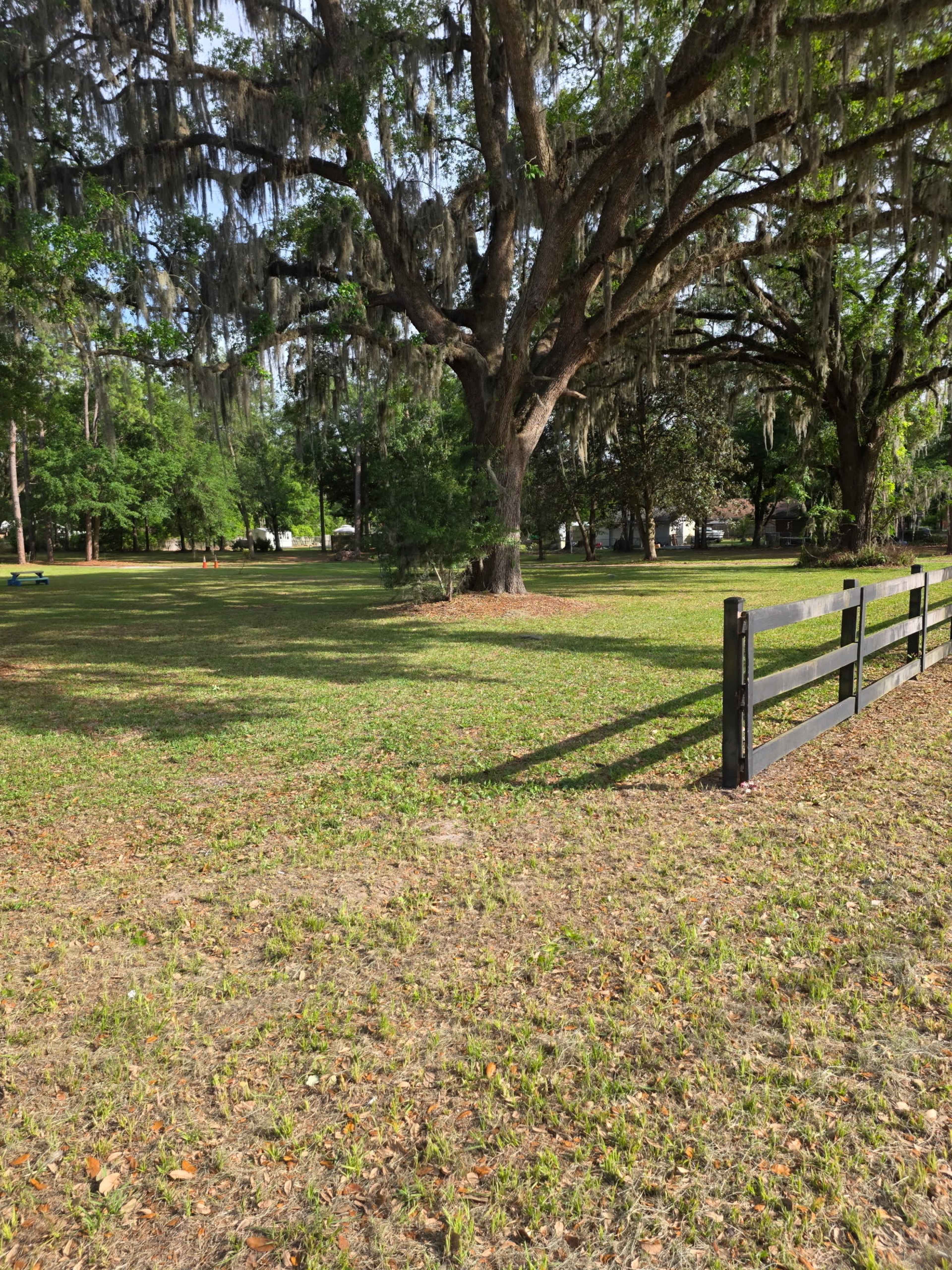The image shows a grassy field with a black wooden fence and large trees draped in Spanish moss.