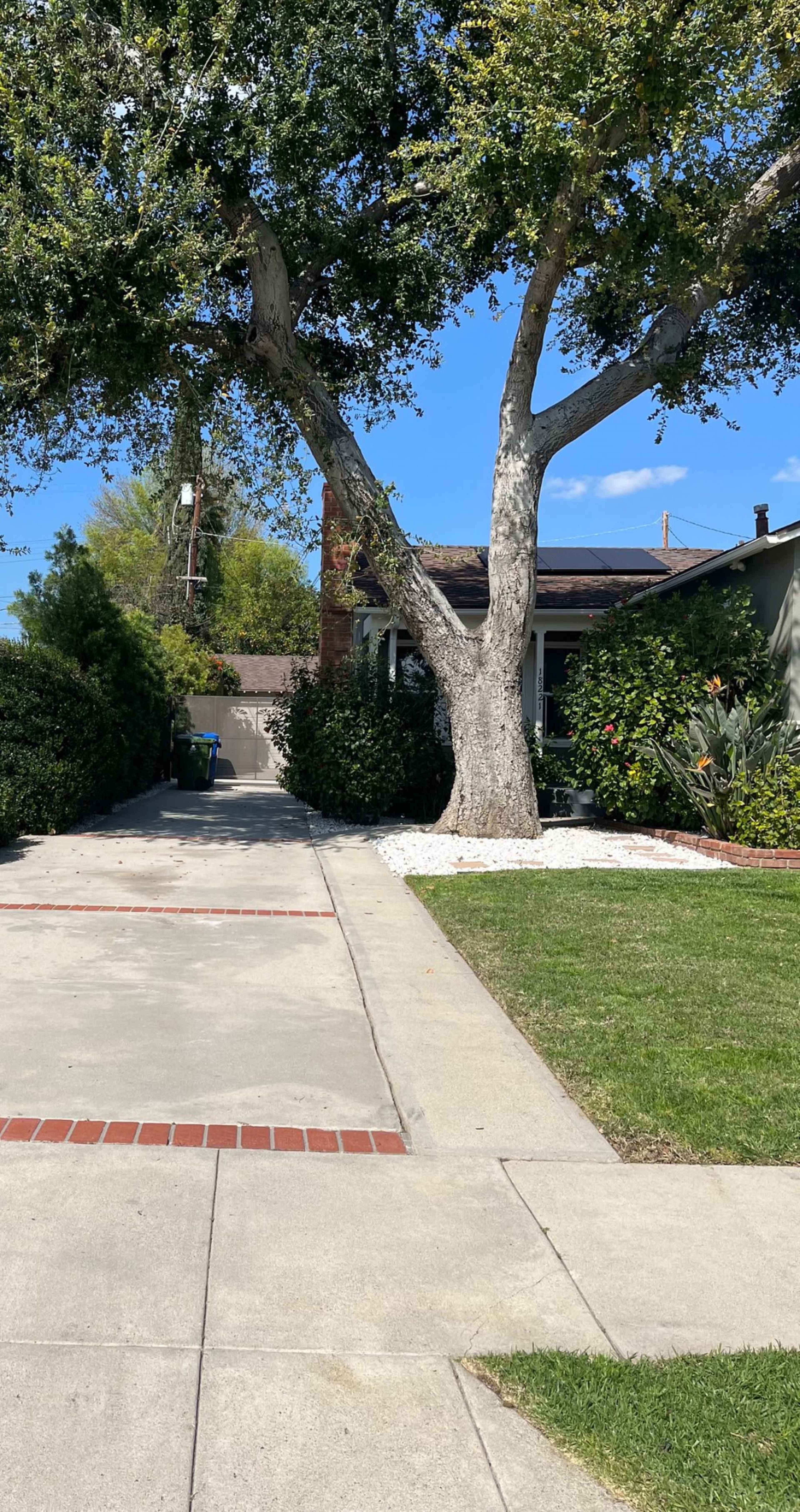 A large tree stands beside a driveway leading up to a single-story house with a yard and landscaped garden.
