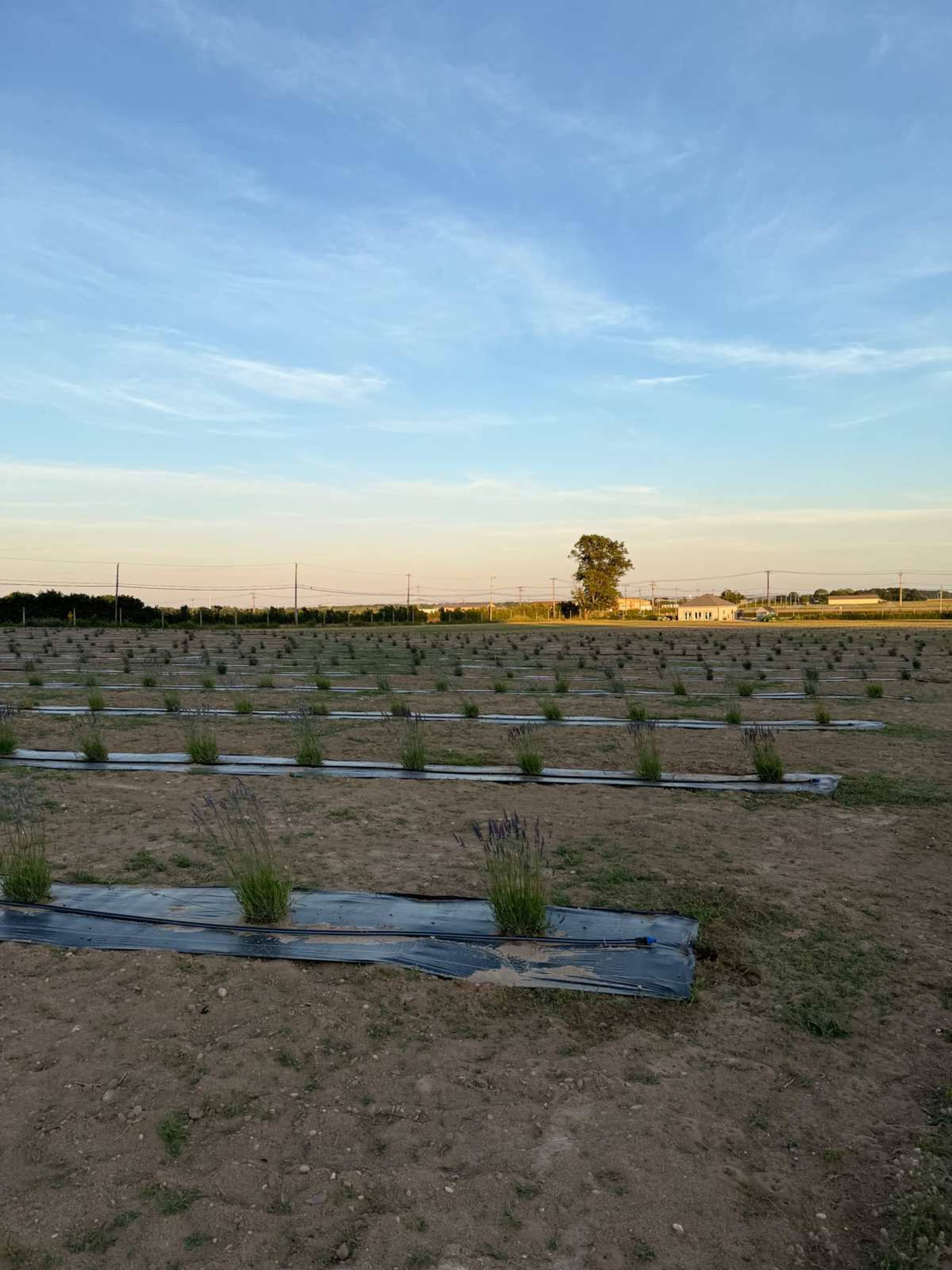 The image shows a field with rows of covered plants and a single tree on the horizon under a partly cloudy sky.