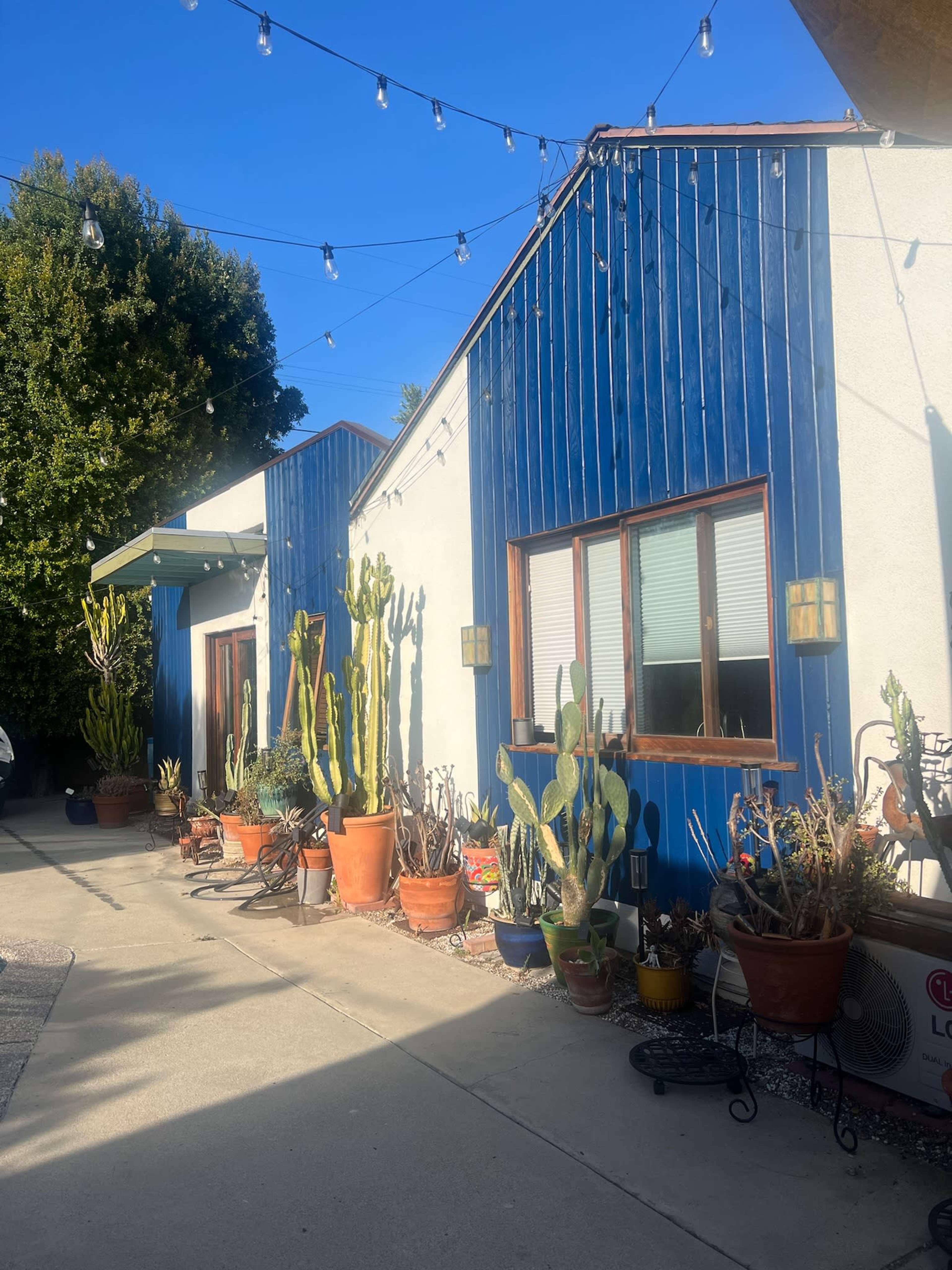 The image shows a row of buildings with blue siding, surrounded by various potted cacti and plants along a concrete pathway, under a clear blue sky strung with decorative lights.