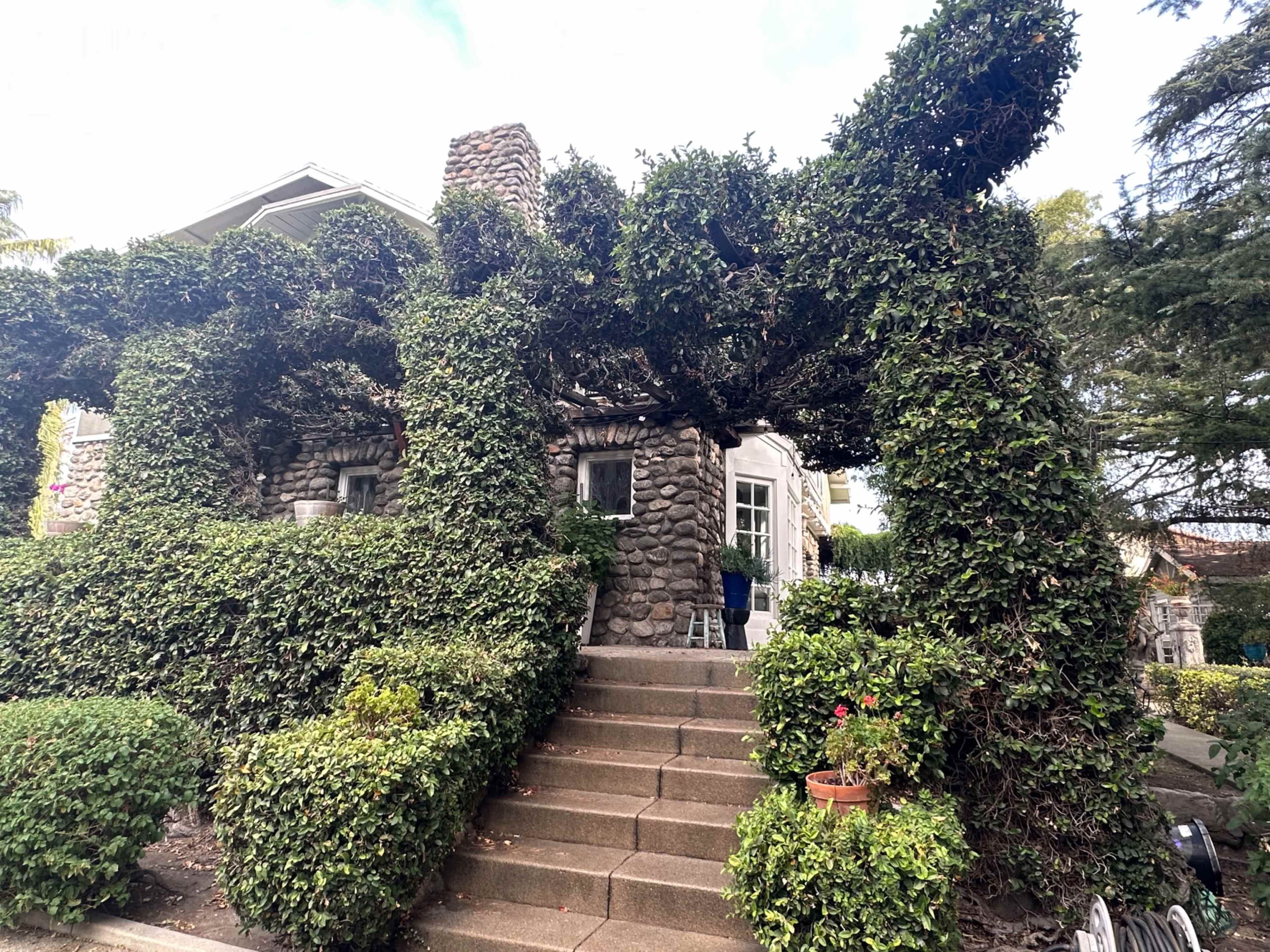 A stone house is partially covered by trimmed greenery, with steps leading up to the front entrance.
