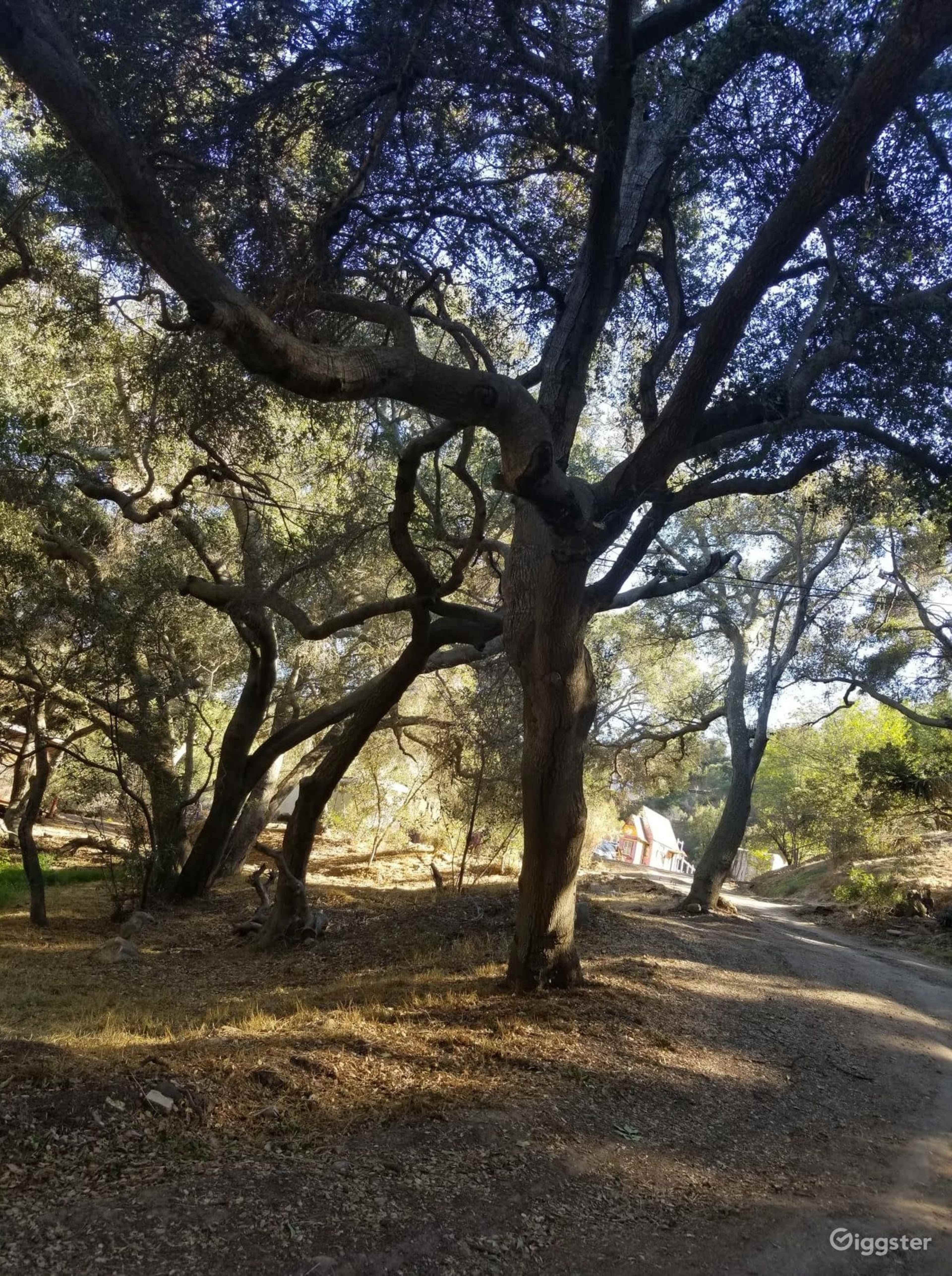 The image shows a dirt path winding through a wooded area with large trees and dappled sunlight filtering through the leaves.
