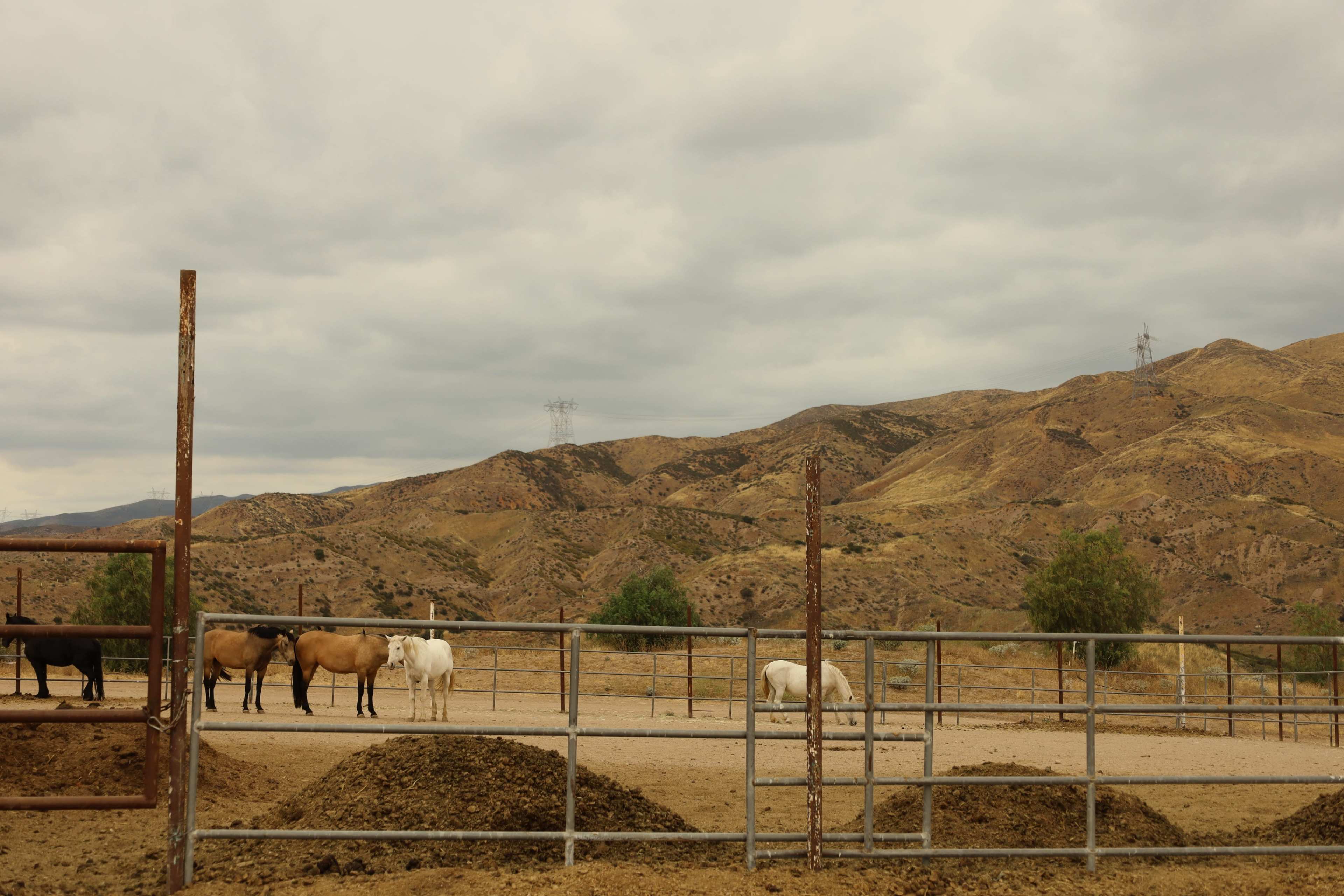 A group of horses stands in a fenced area with hills and overcast skies in the background.