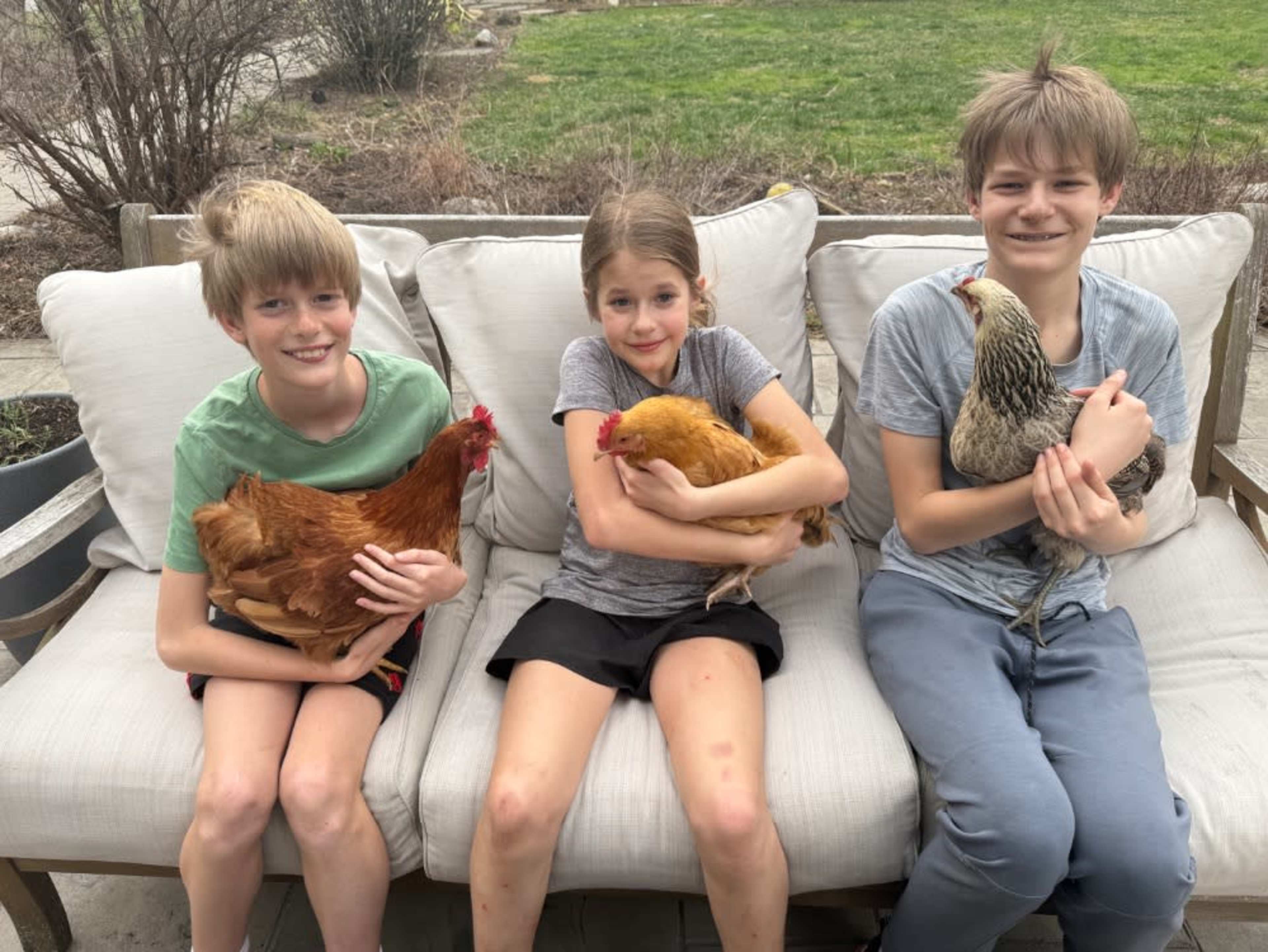 9 chickens