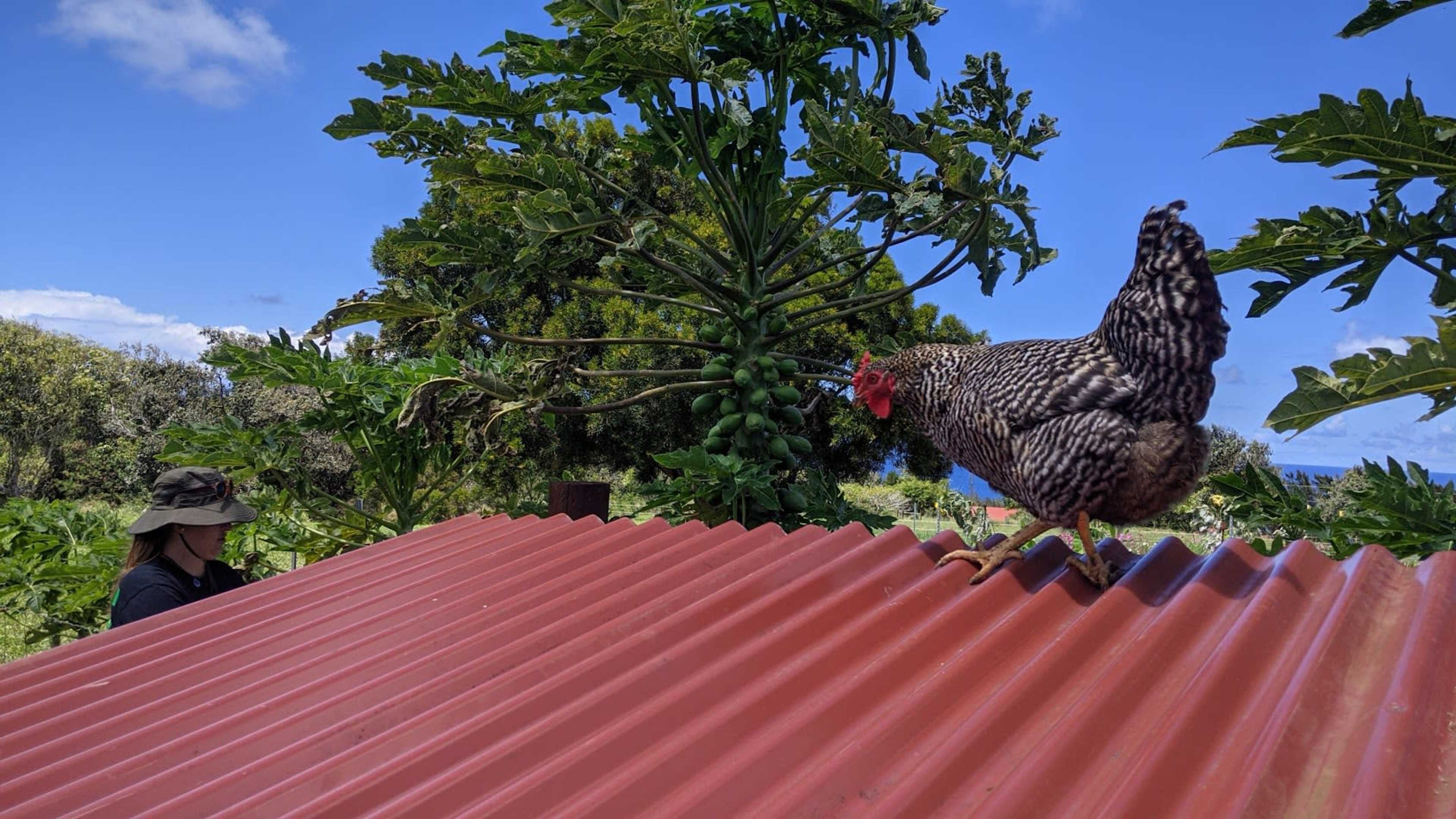 A chicken stands on a red metal roof near a person working in a garden with a papaya tree in the background.