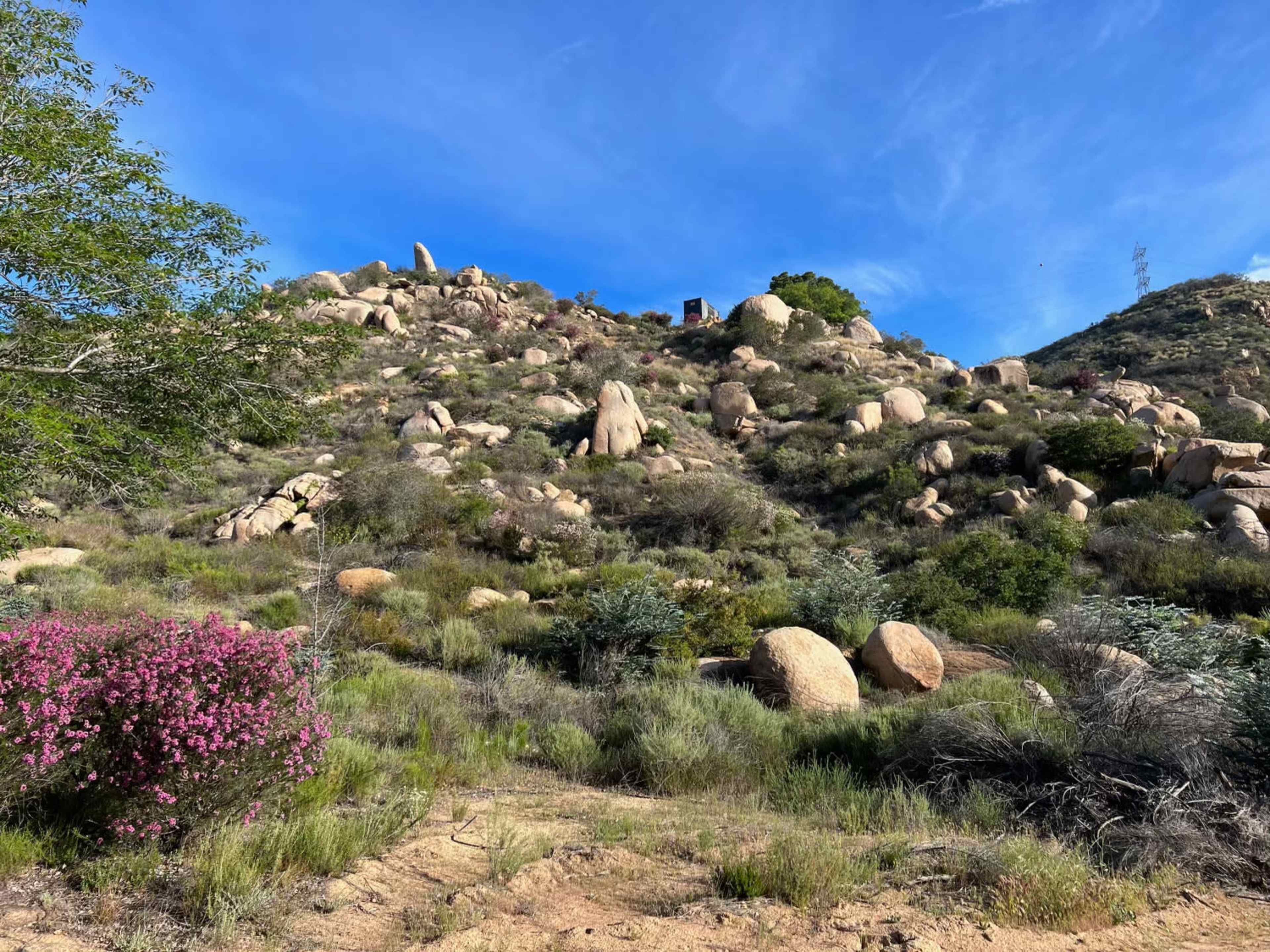 A rocky hillside is covered with shrubs and wildflowers under a clear blue sky.