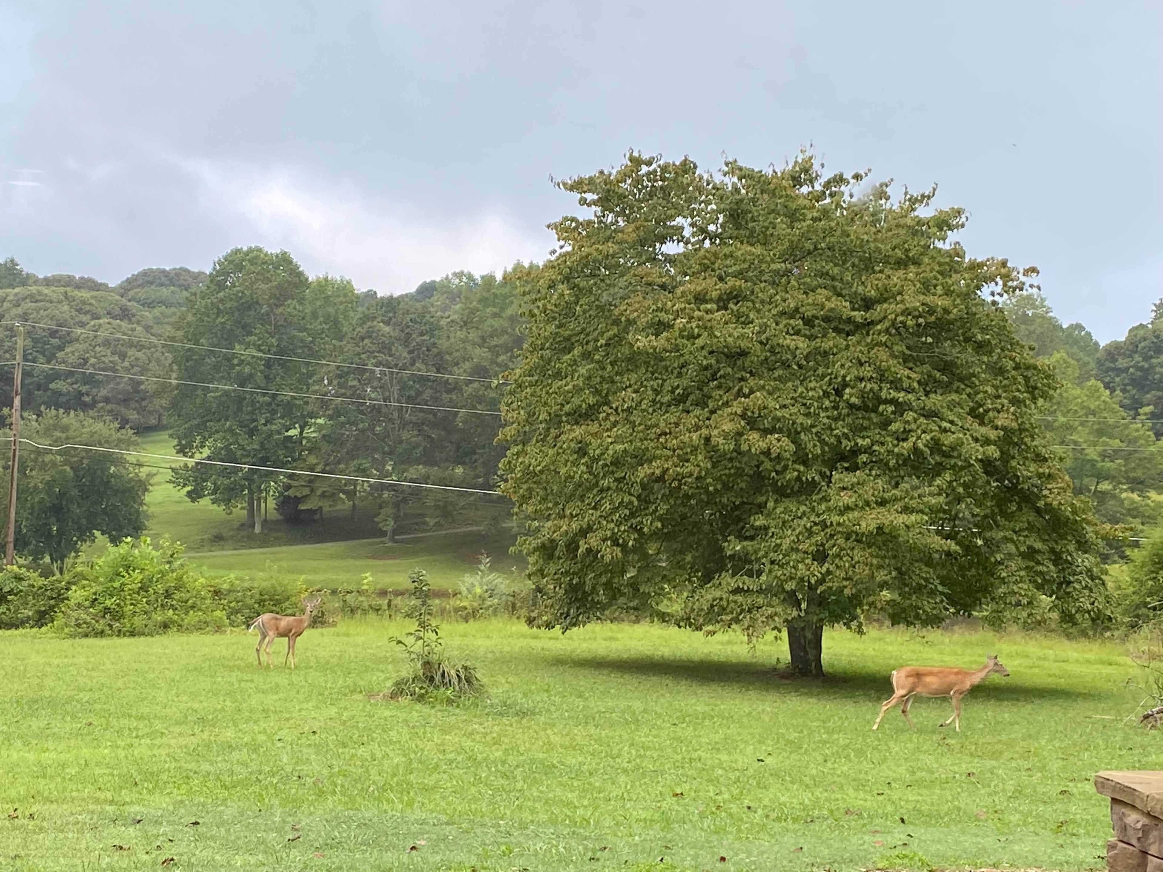 Two deer graze in a grassy field beside a large tree with rolling hills and cloudy skies in the background.