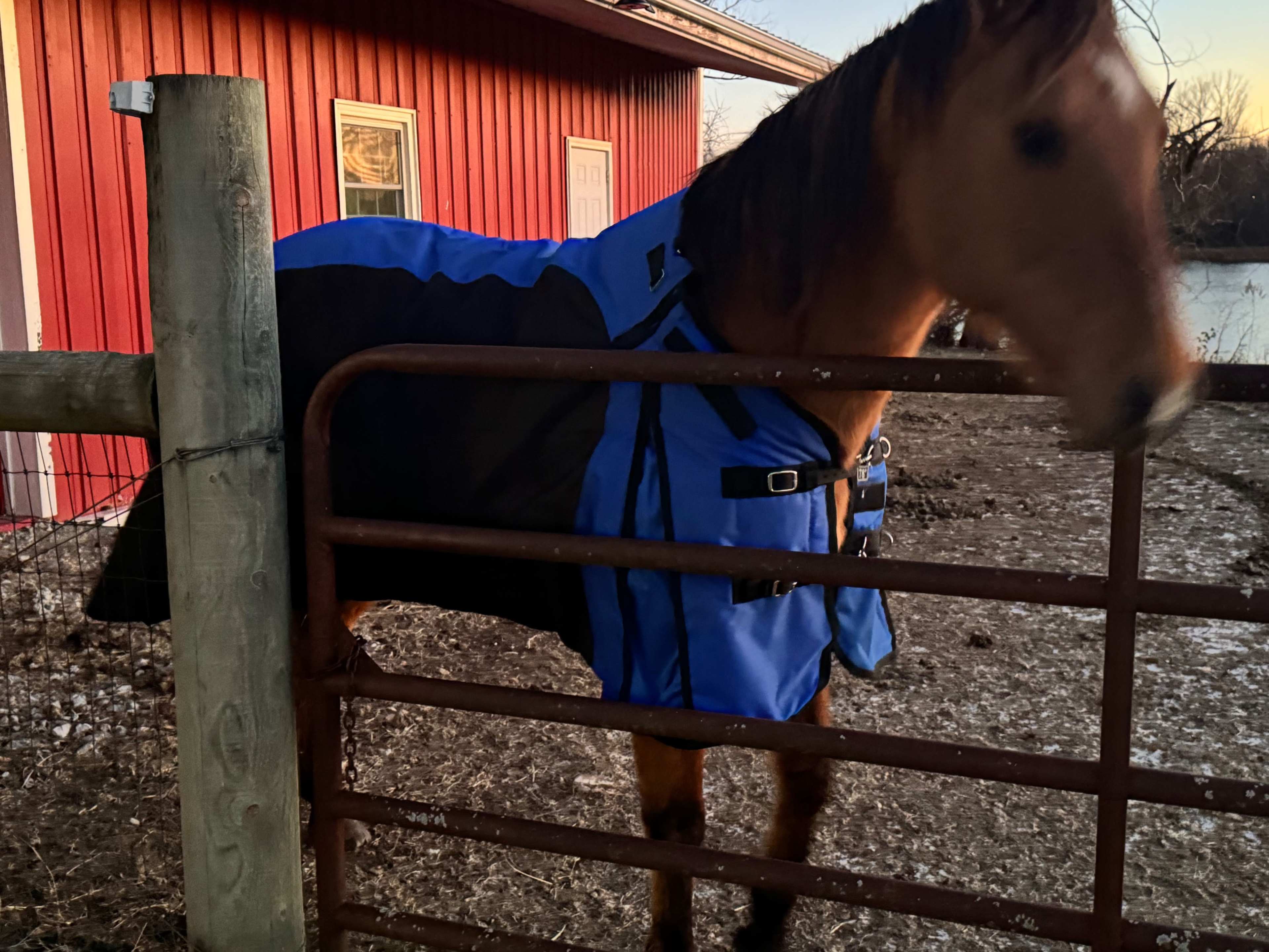 A horse covered in a blue and black blanket leans over a metal gate in front of a red barn at dusk.