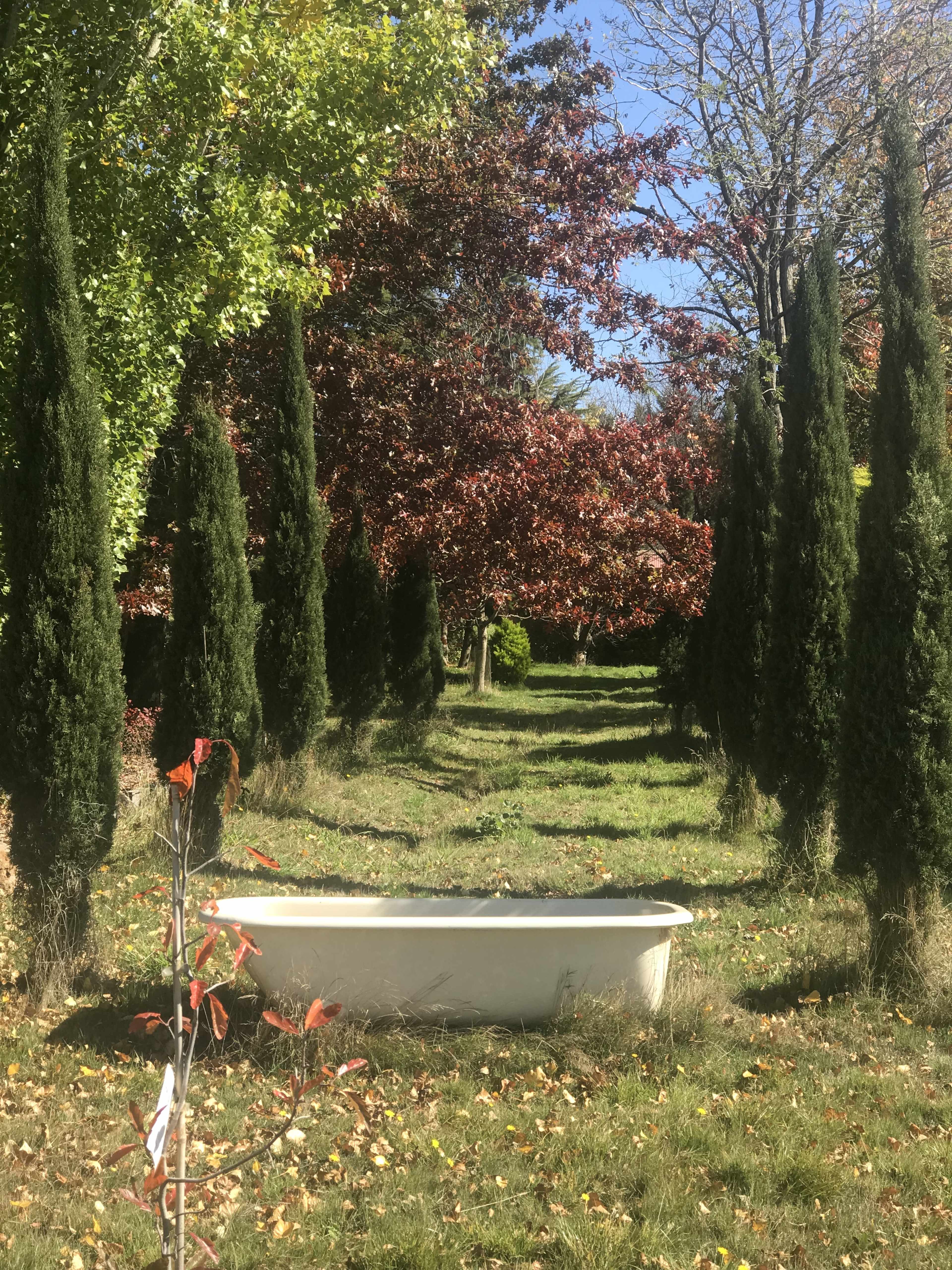A white bathtub is positioned on a grassy path flanked by tall, green conifer trees and colorful autumn foliage.
