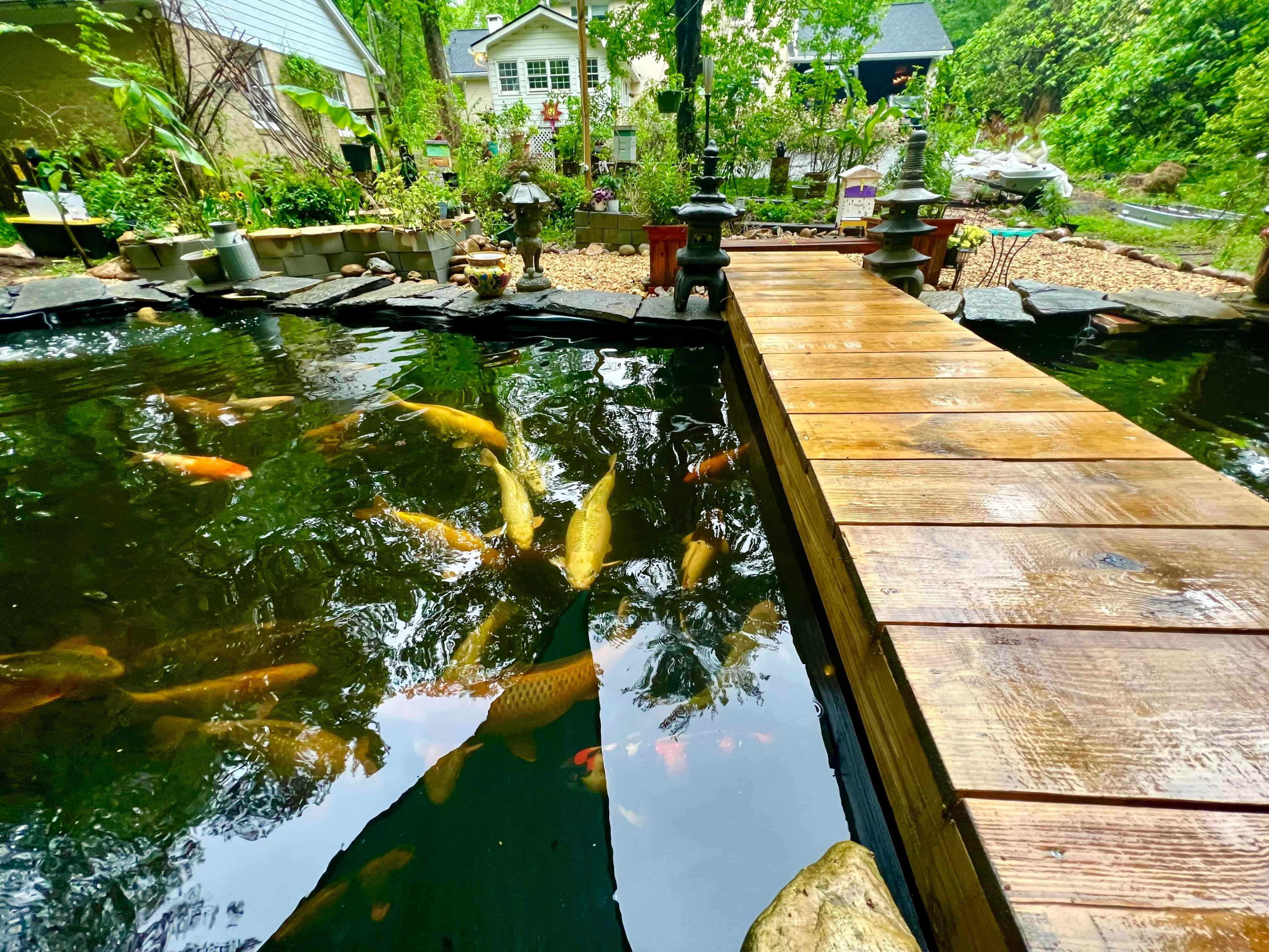 A wooden bridge extends over a pond filled with koi fish, surrounded by greenery and garden decorations.